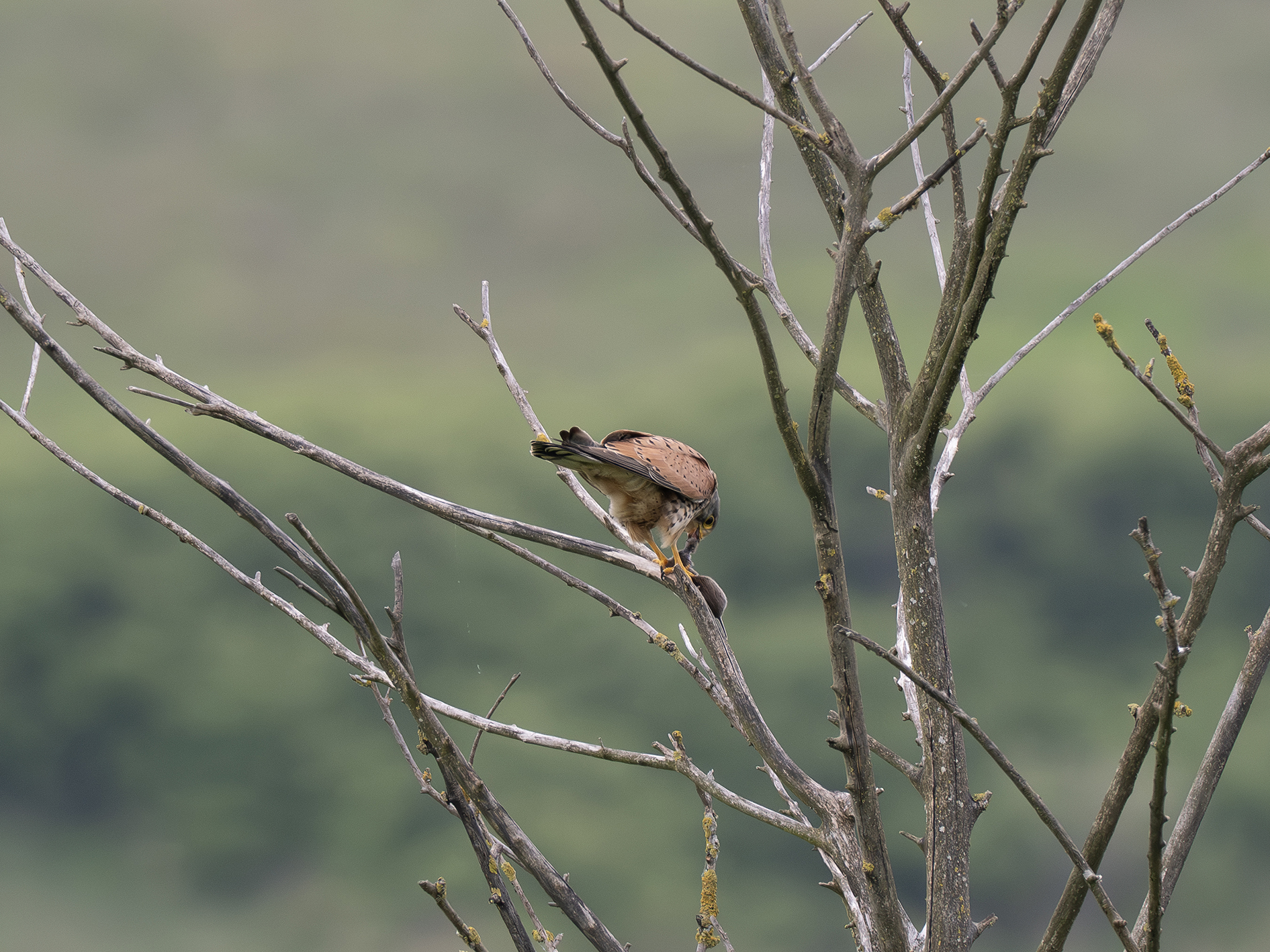 Kestrel