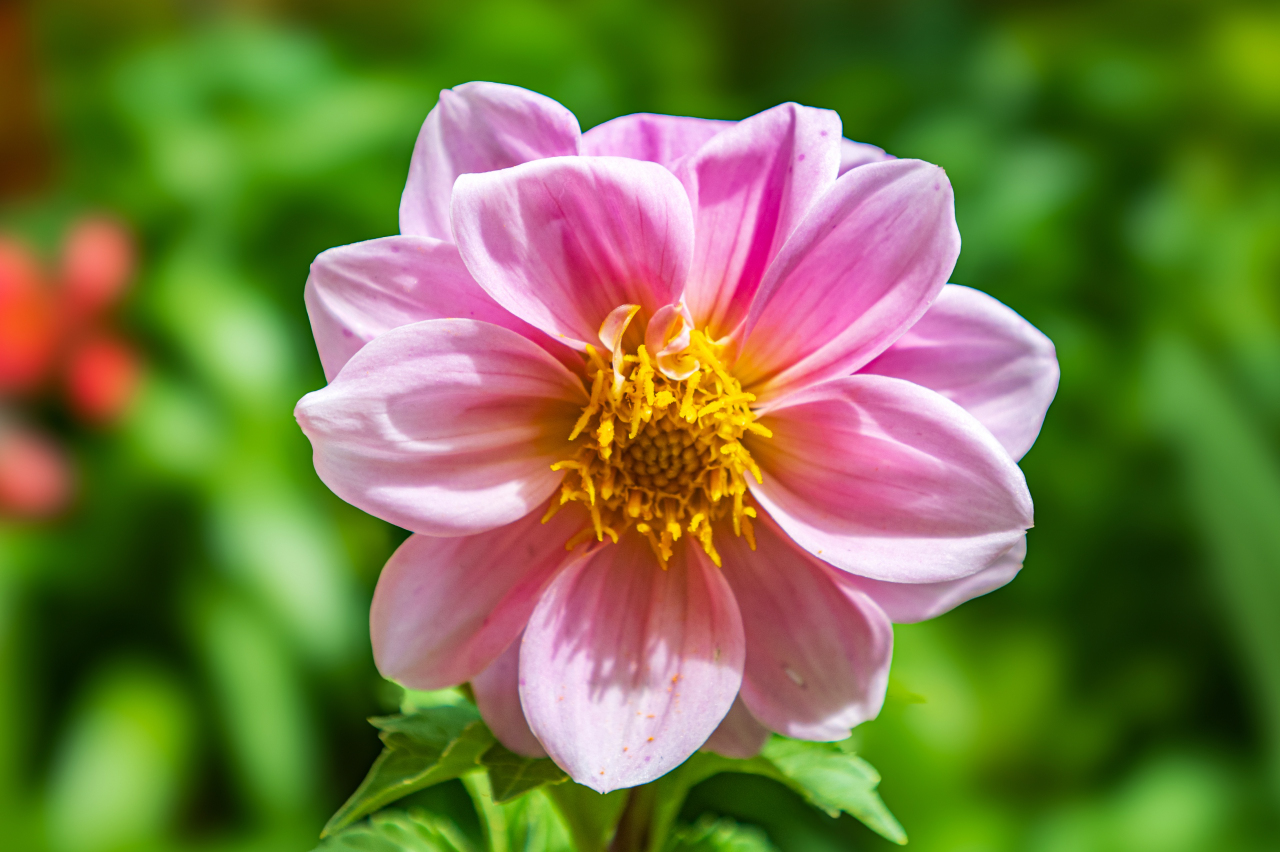 Dalia