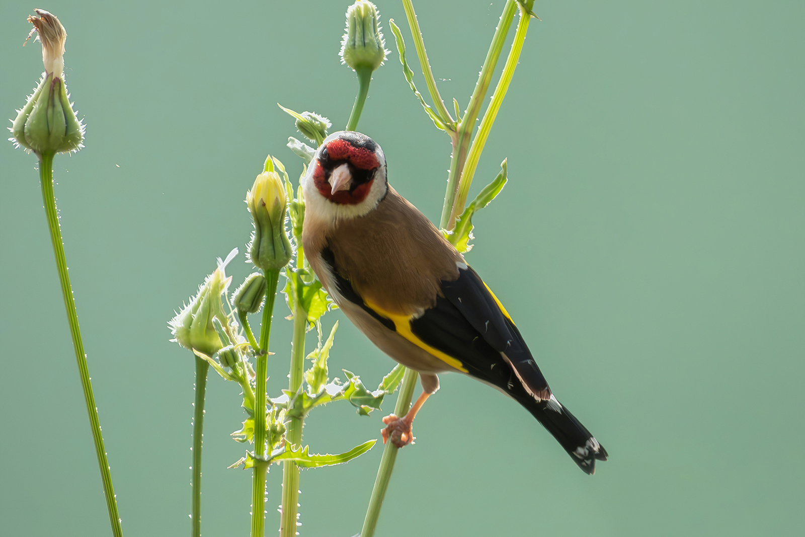 May Goldfinch
