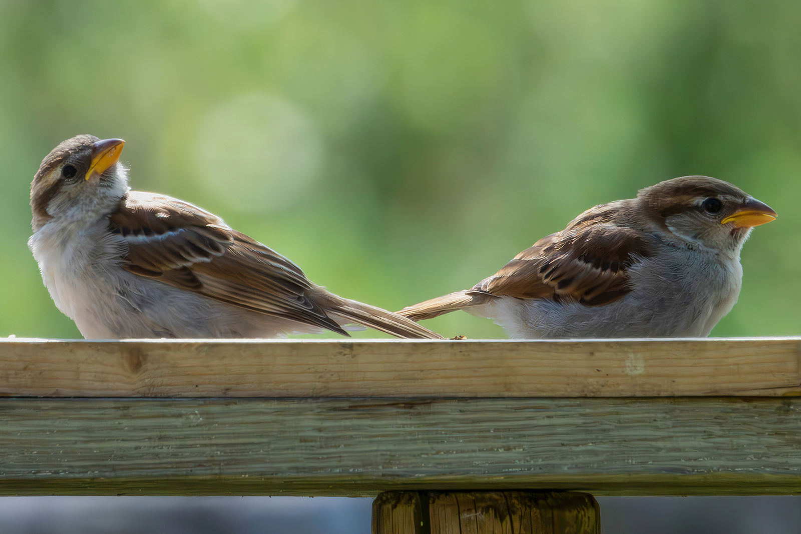 Sparrows