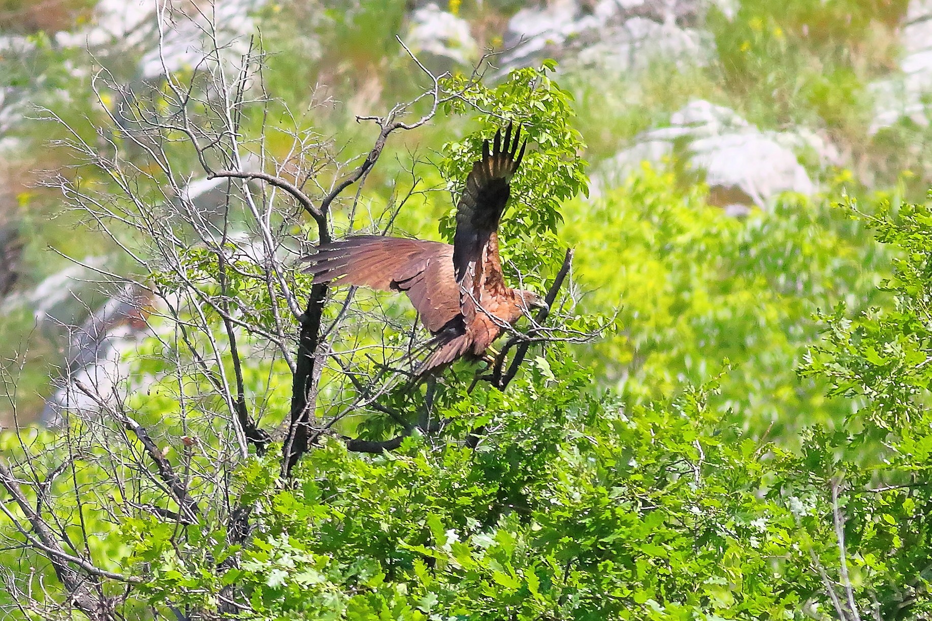 Black Kite May 2024 - 8921