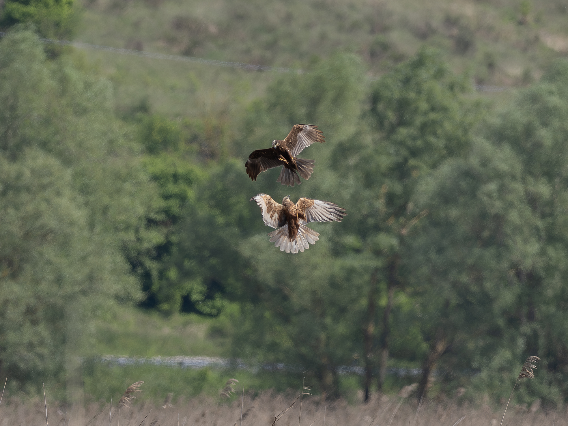 Marsh Harrier