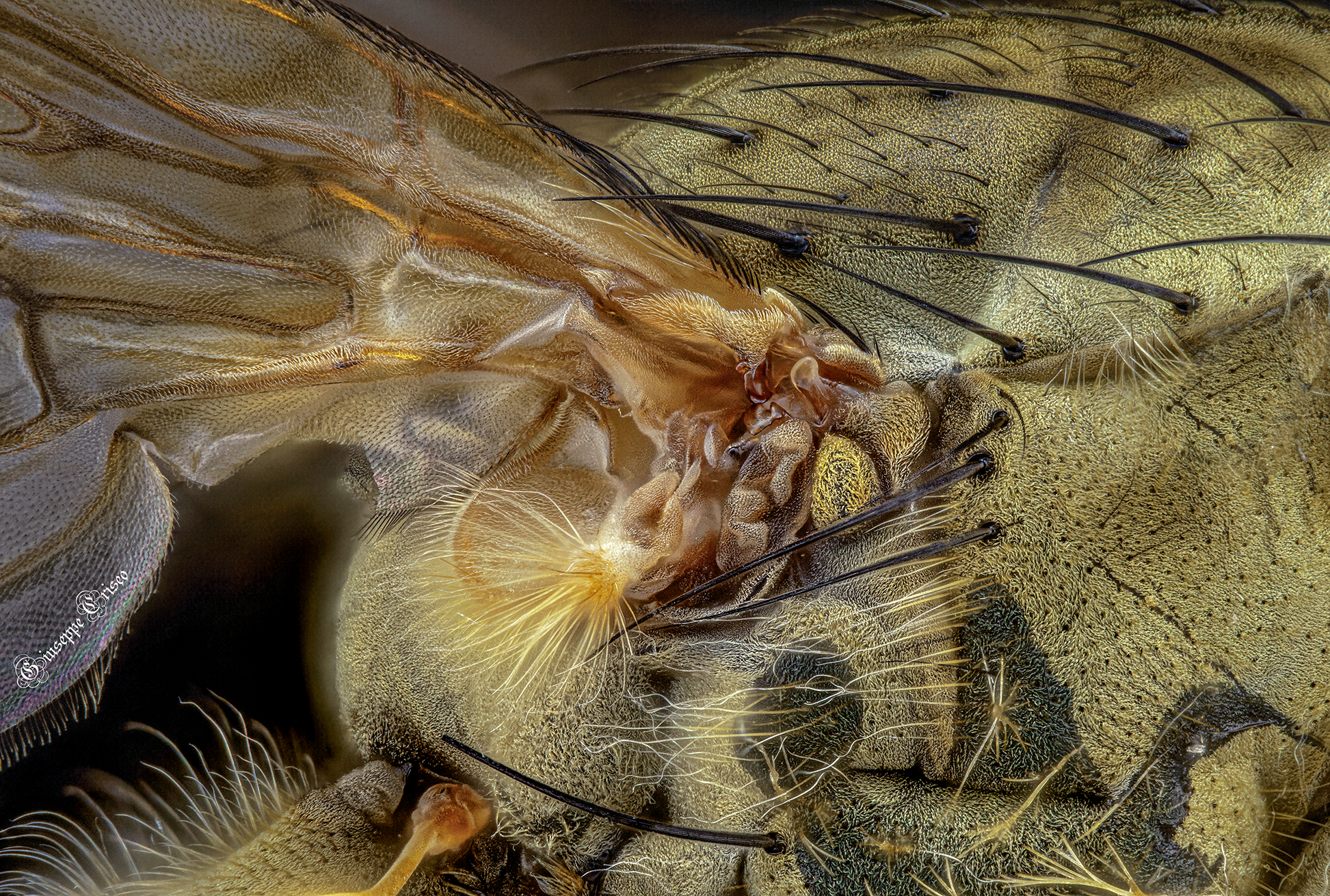 Scatophaga stercoraria, Diptera ( ingr. 10X )
