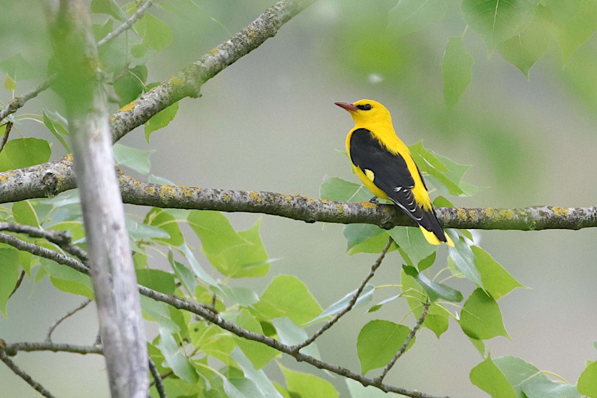 Male Oriole