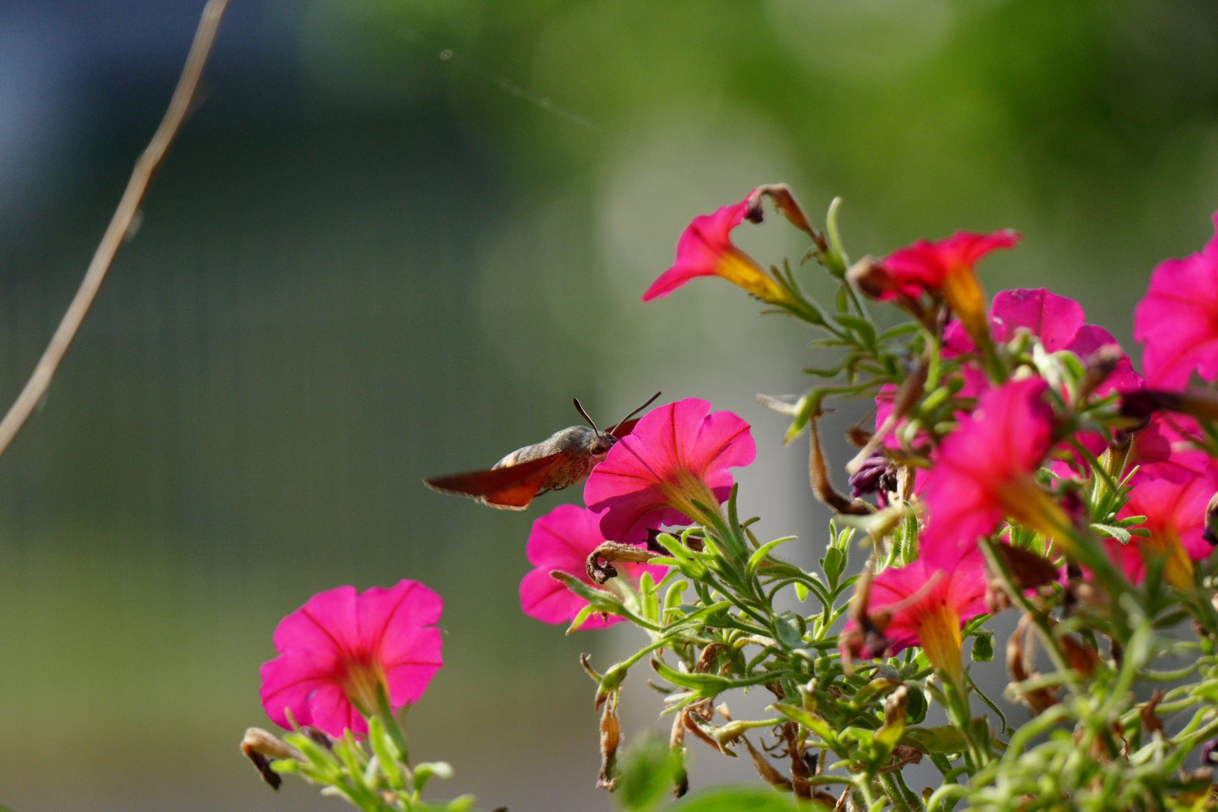 The Sphinx of the Galio