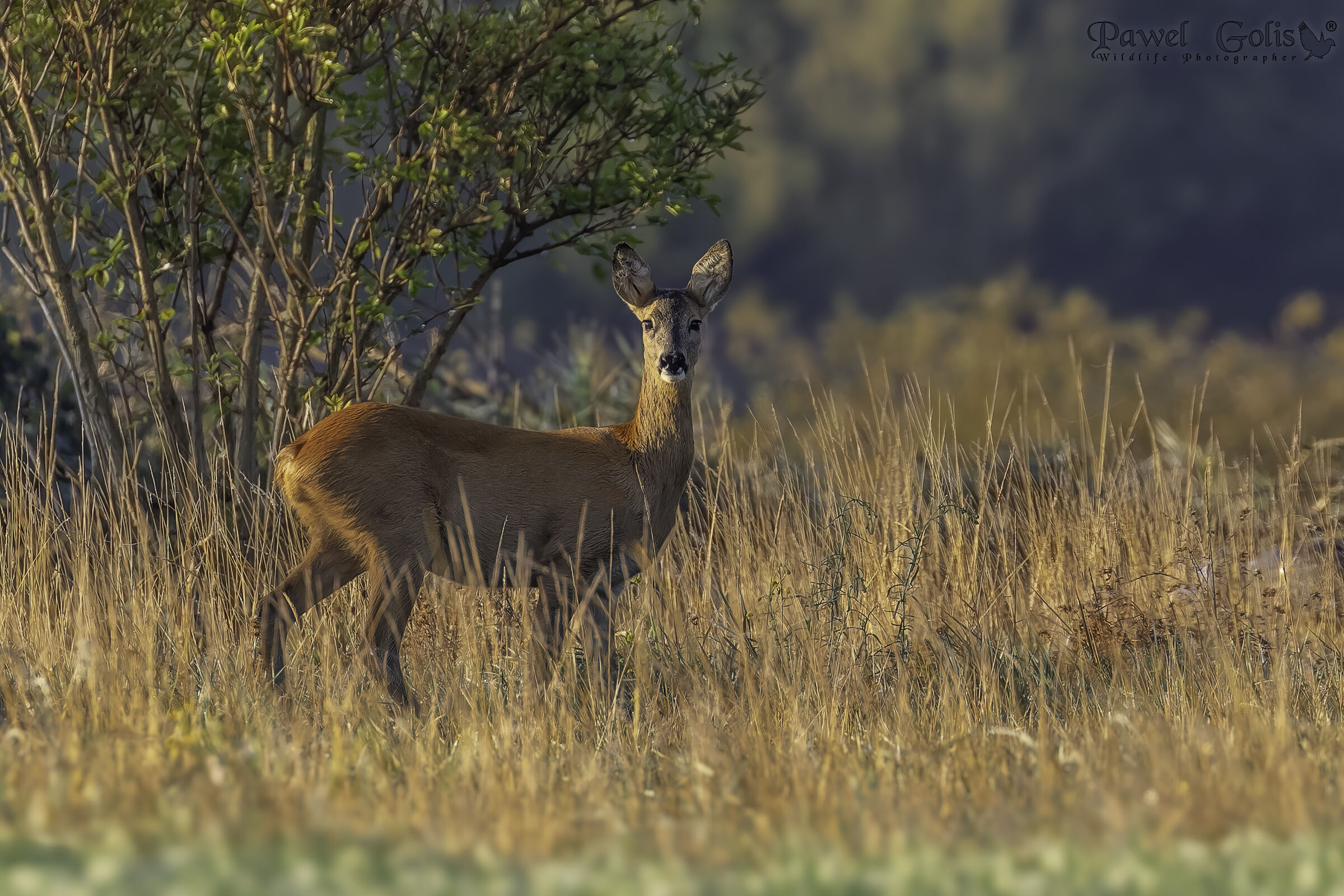 Capriolo (Capreolus capreolus)