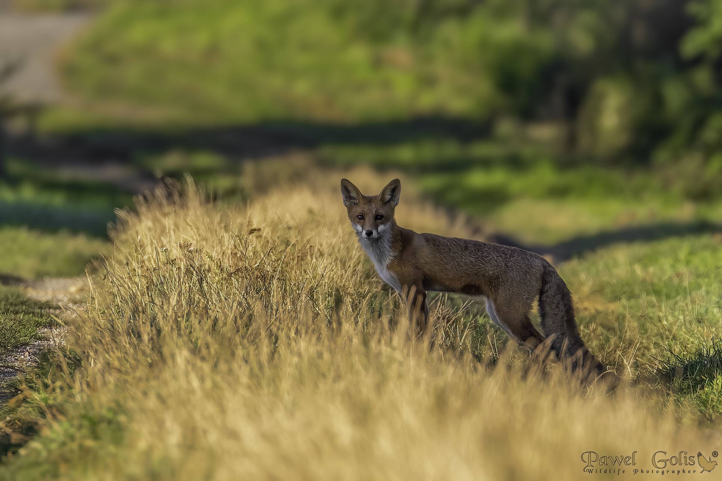 Volpe rossa (Vulpes vulpes)