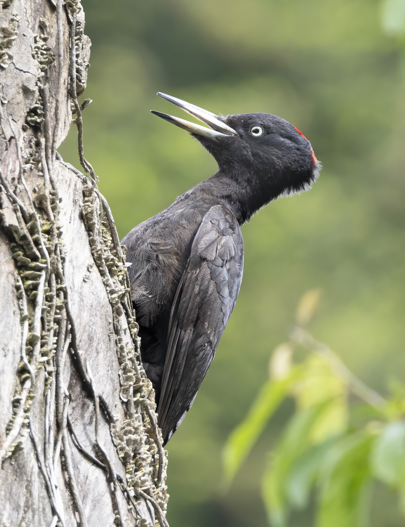 bellezza in nero, picchio nero femmina