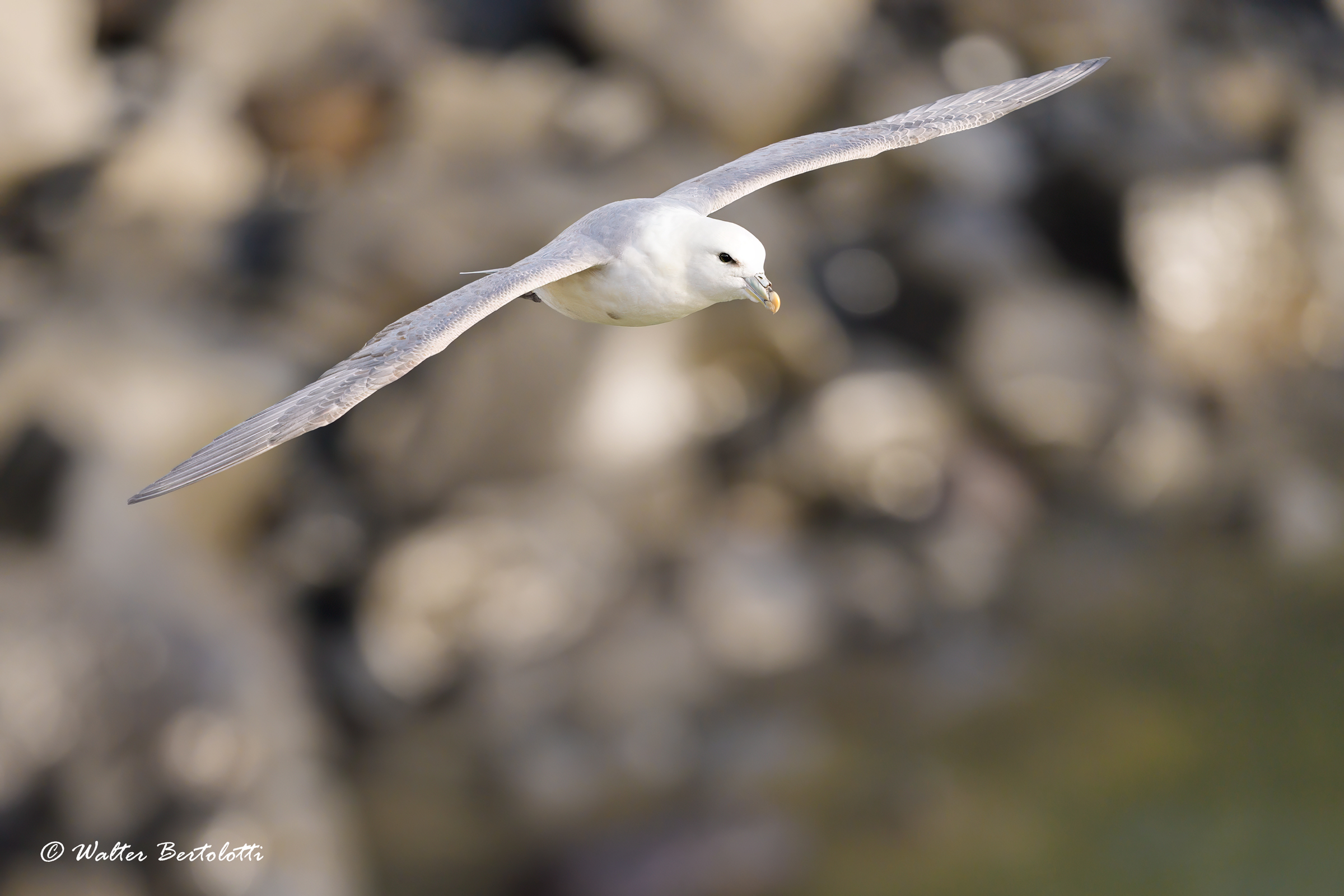 fulmar