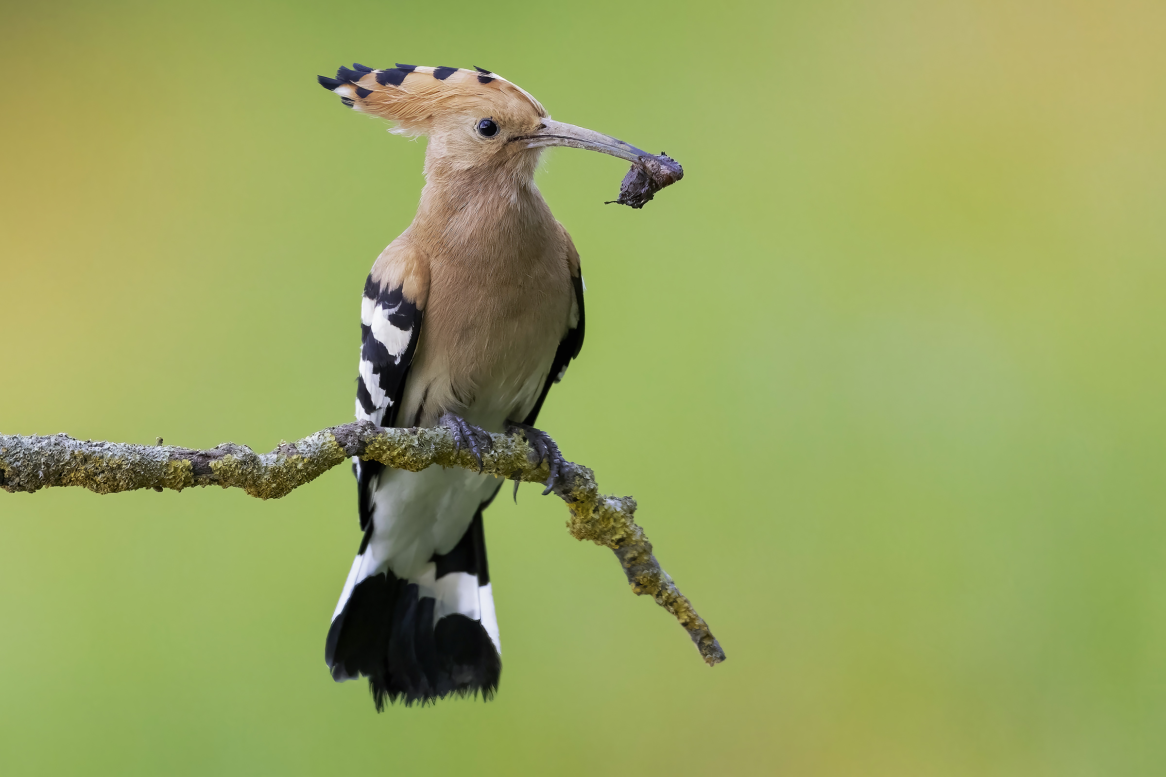 Hoopoe...