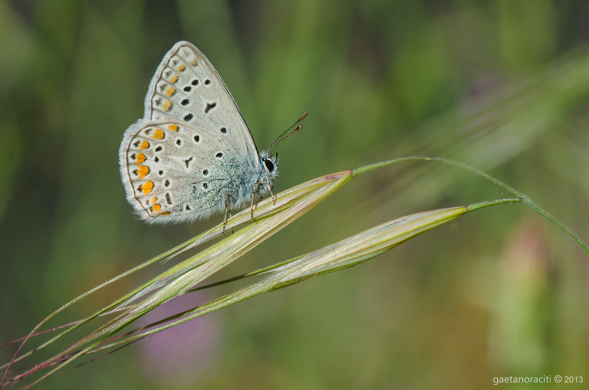 Polyommatus icarus