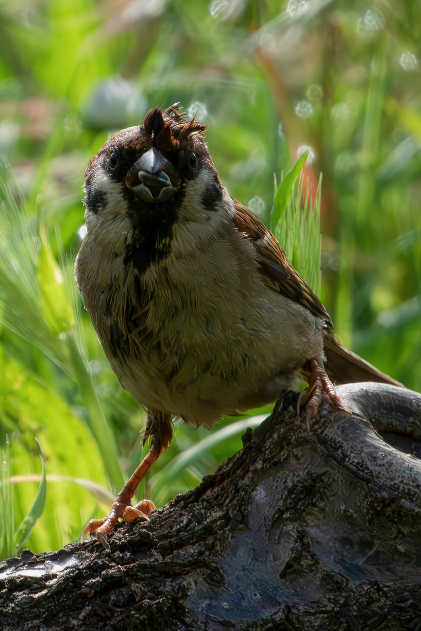 Mattugio Sparrow