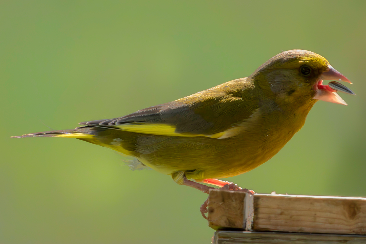 Greenfinch