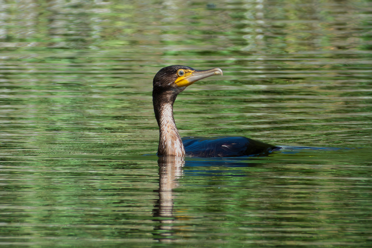 Cormorant