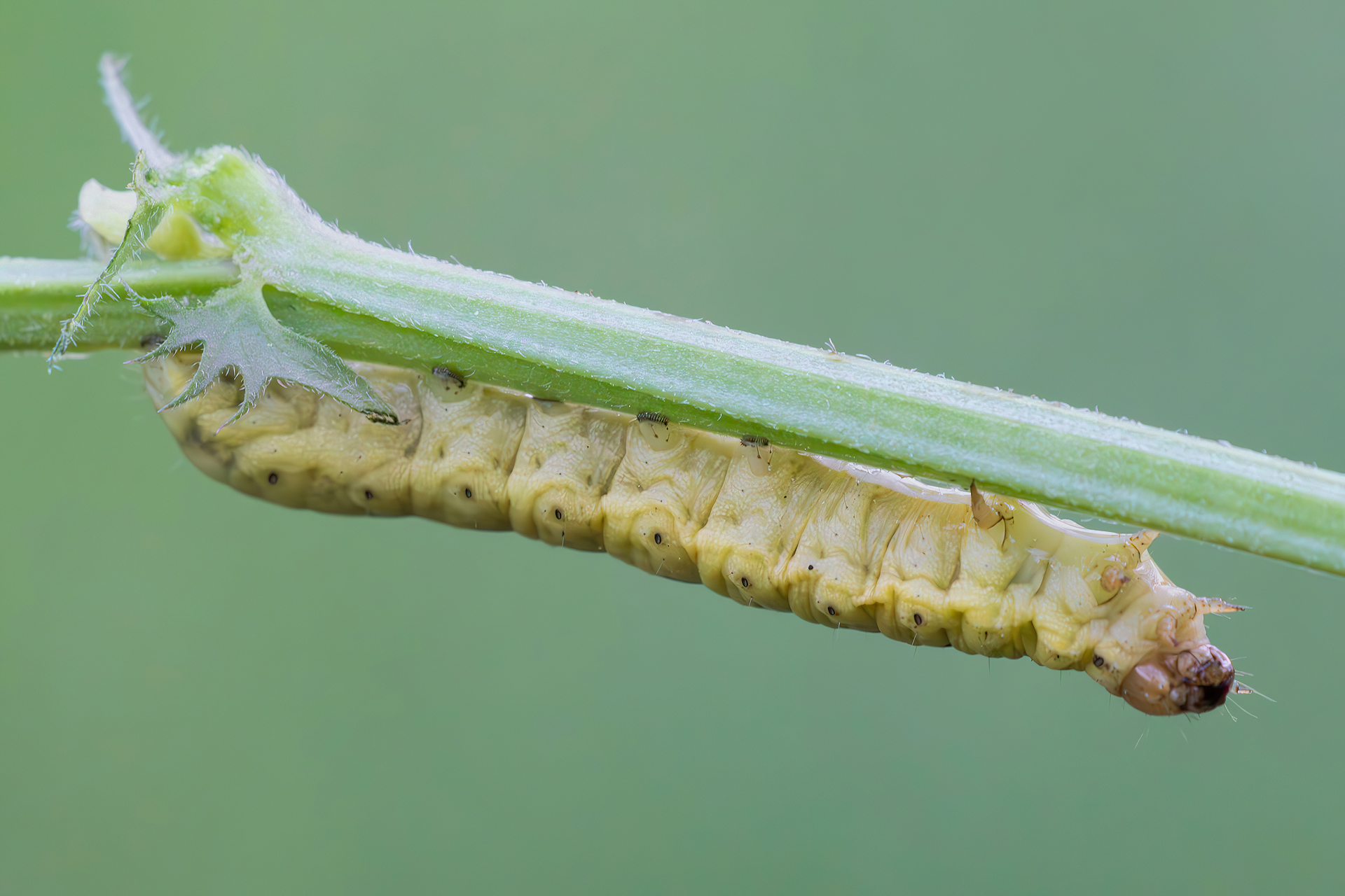 Caterpillar