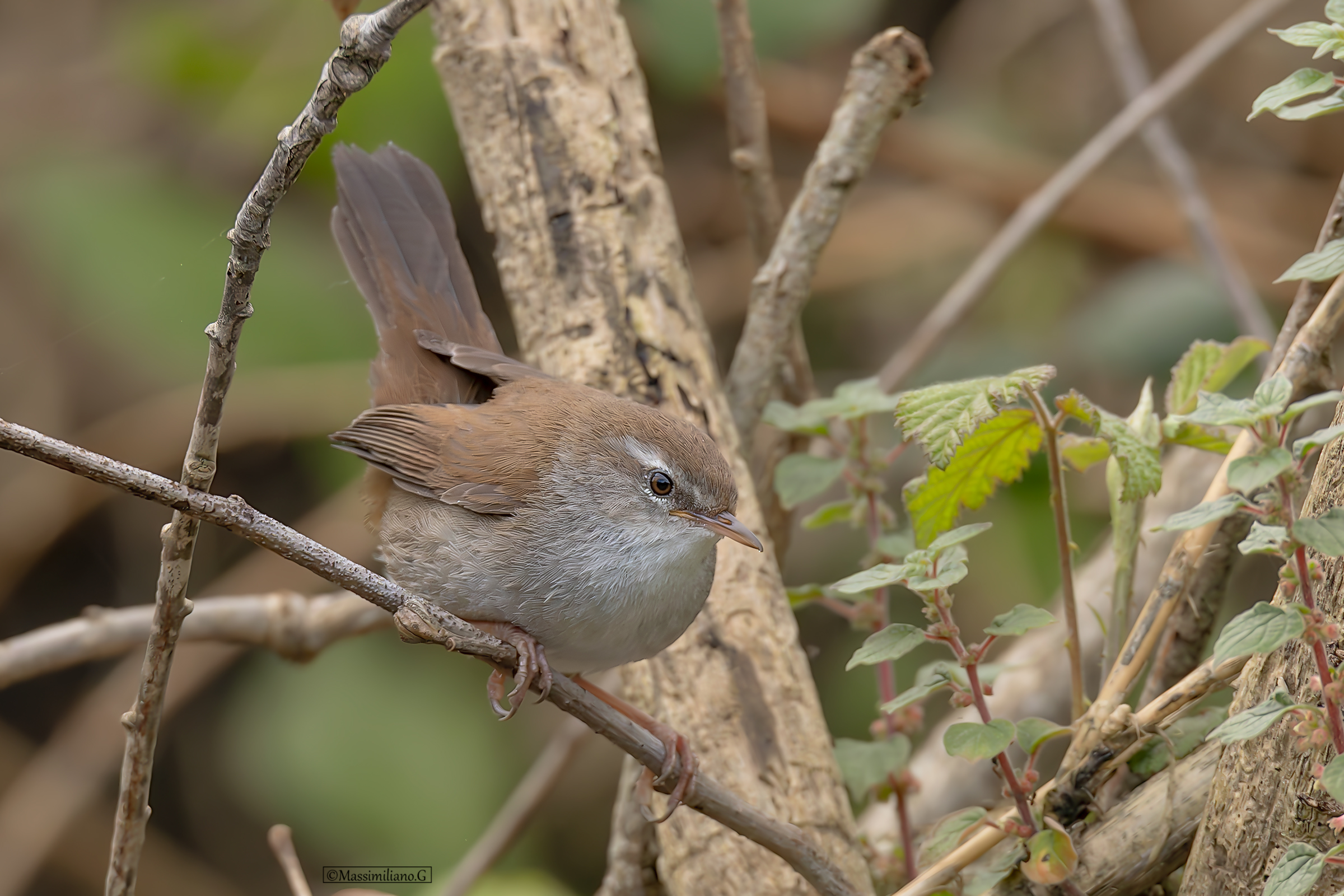 Rijeka Nightingale
