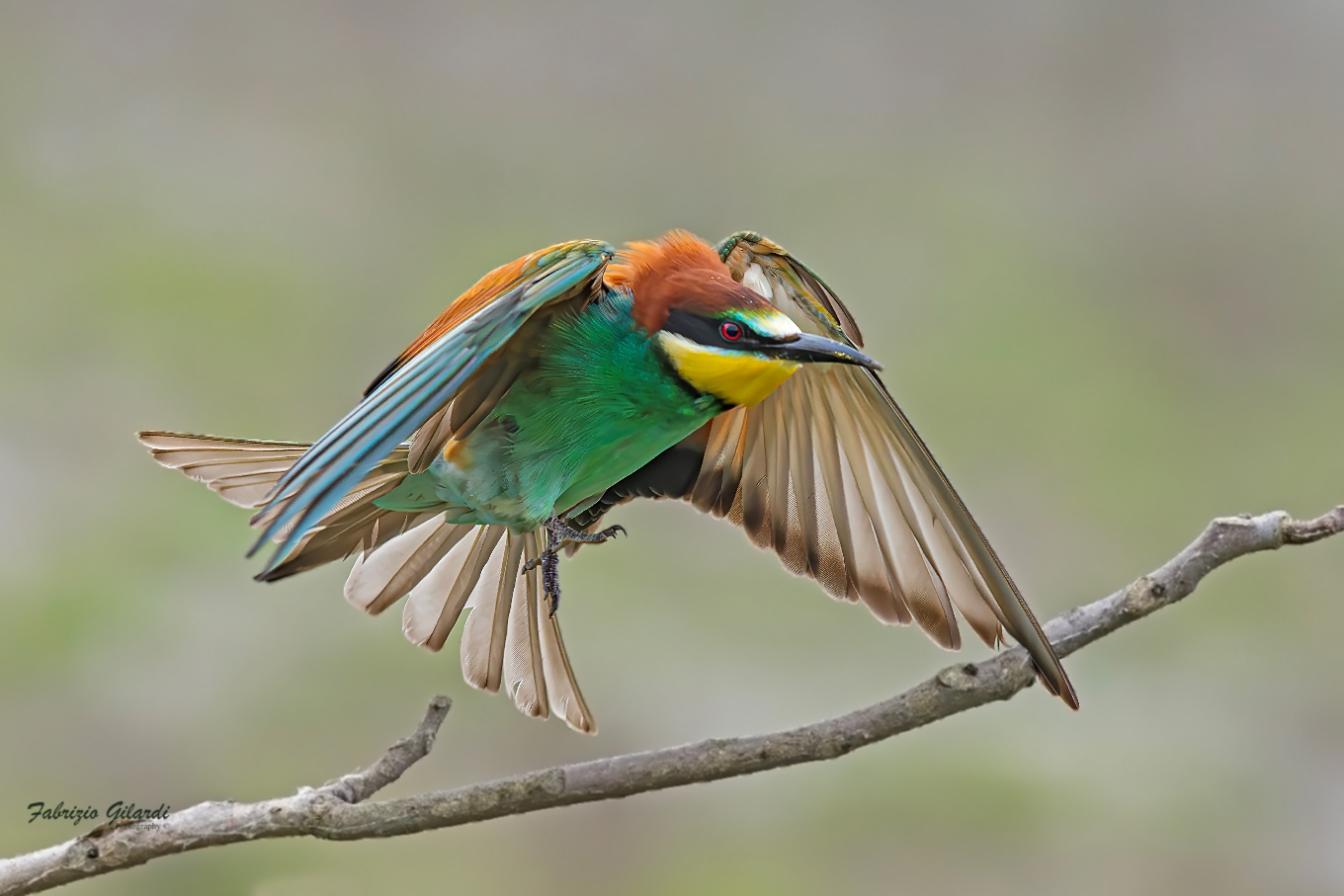 Merops apiaster (Gruccione)