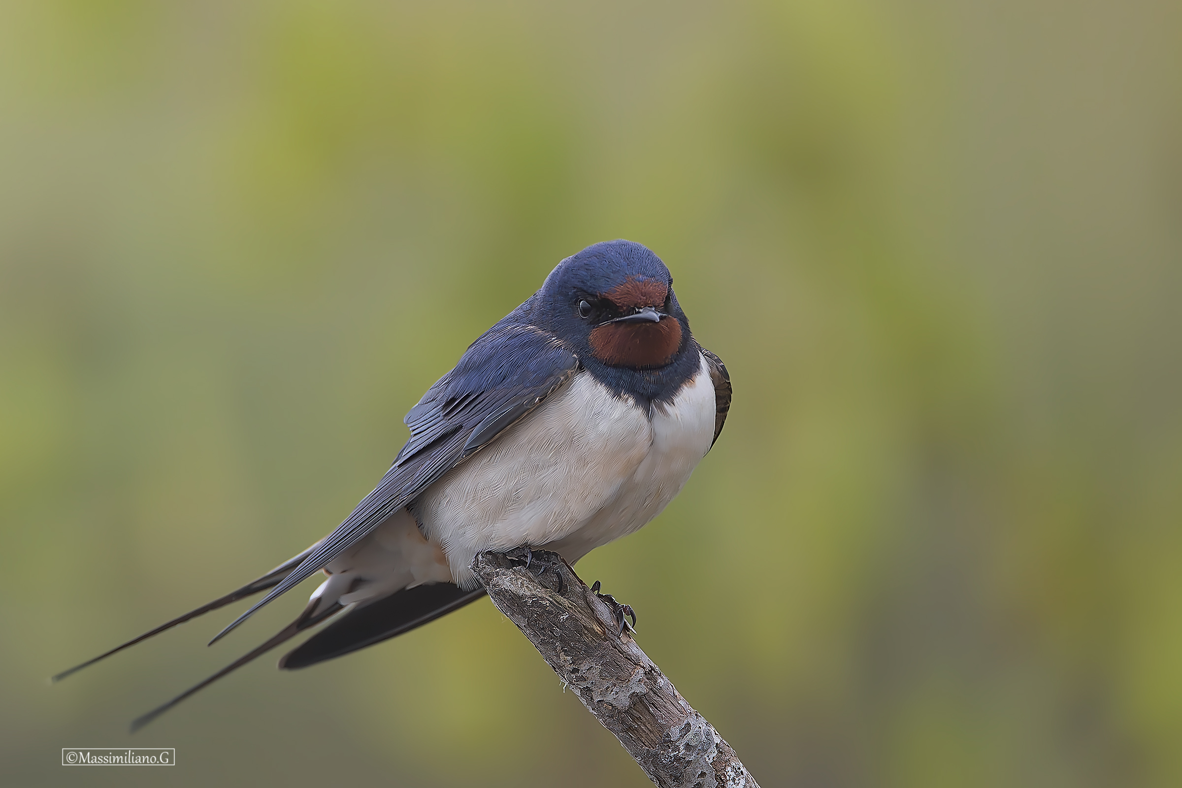 Swallow