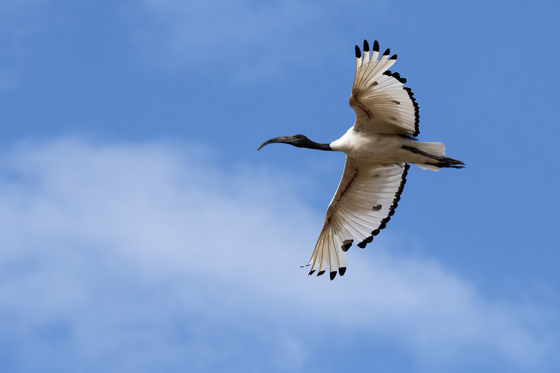 Sacred Ibis