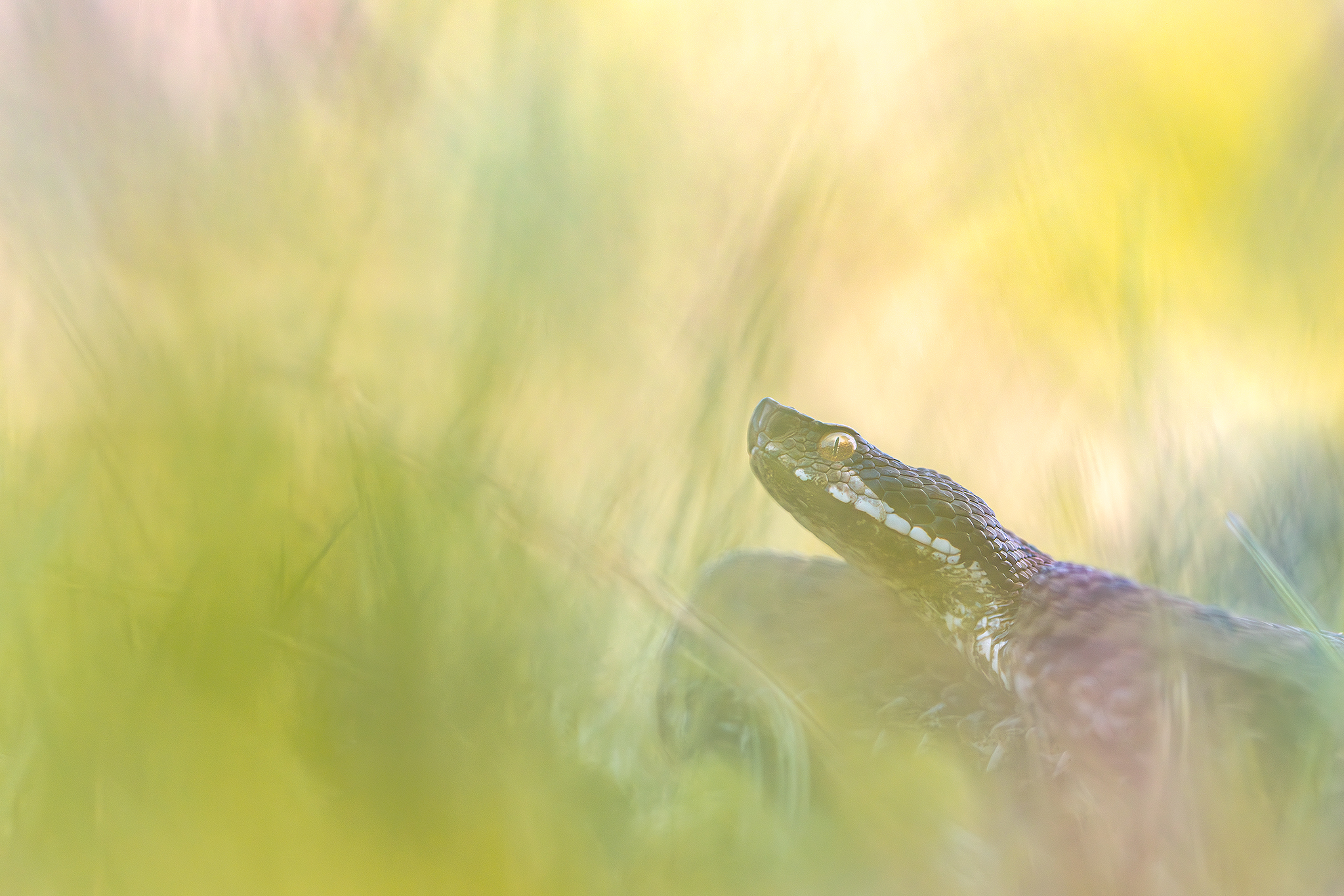 Vipera aspis francisciredi
