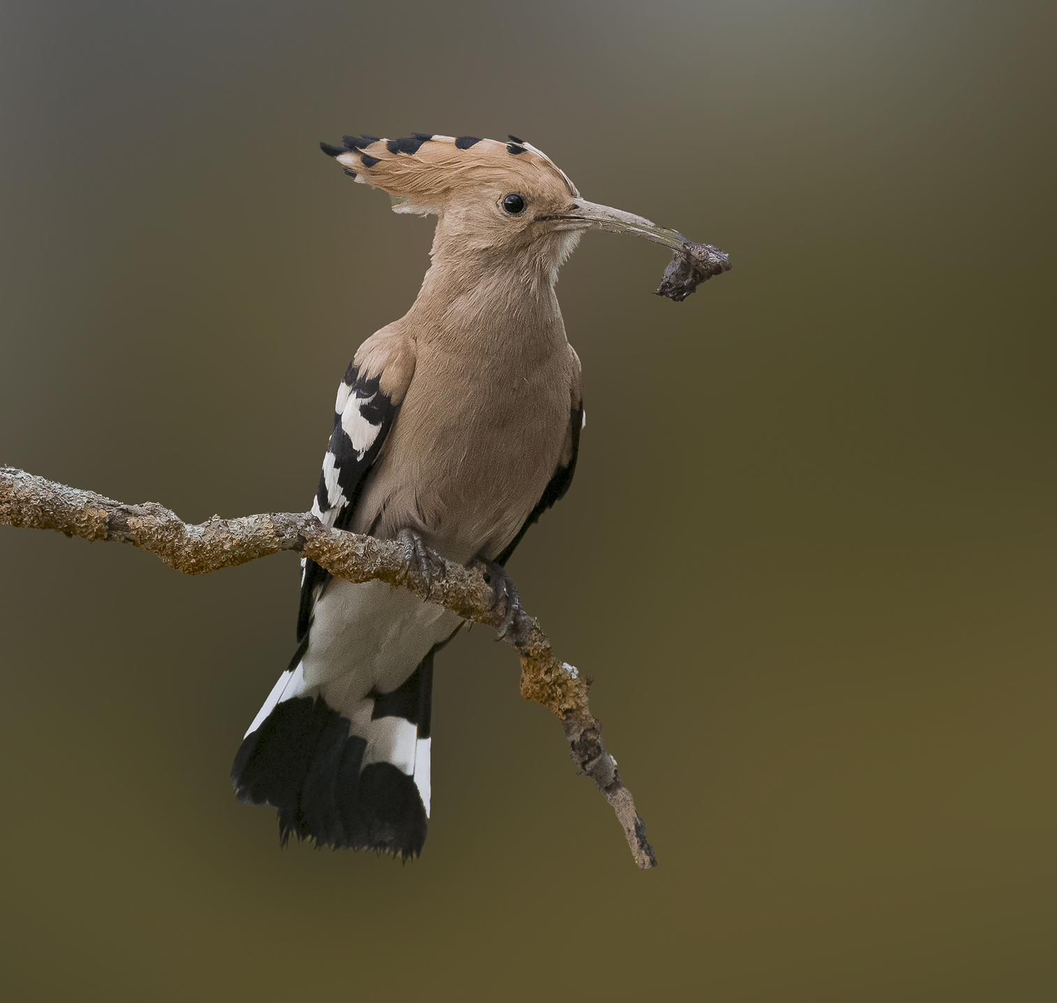 Hoopoe