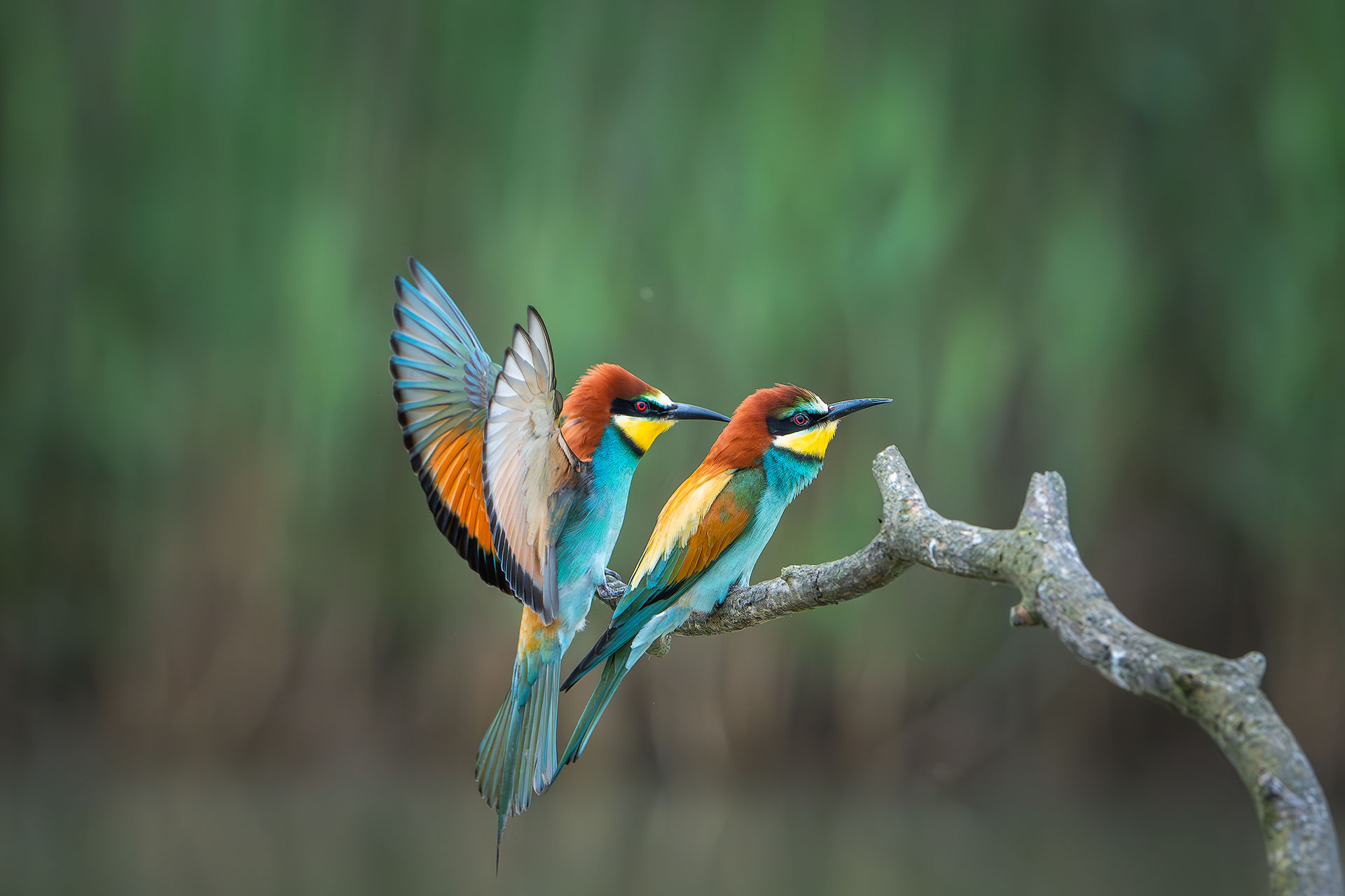 I colori dell' amore