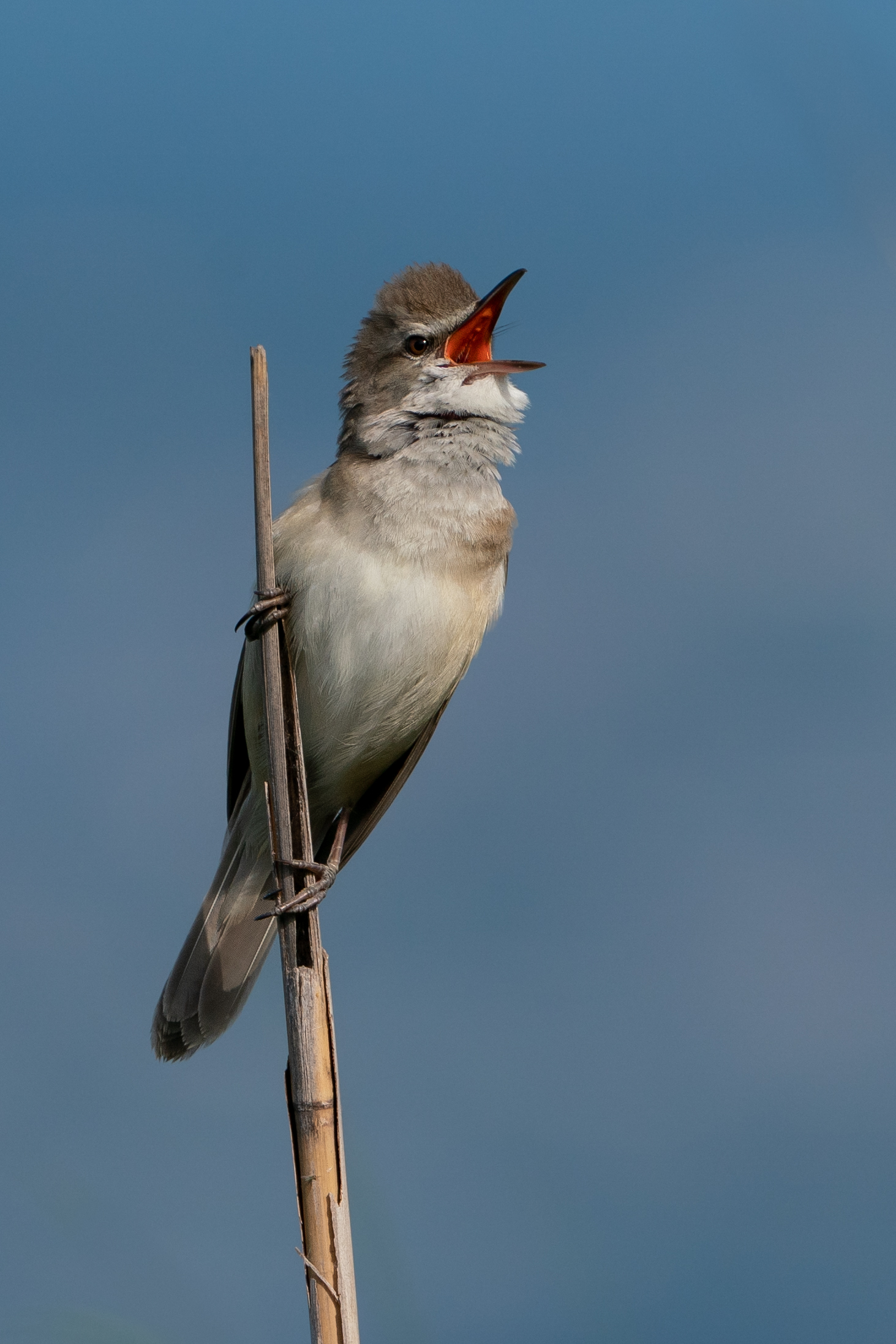 Great reed warbler