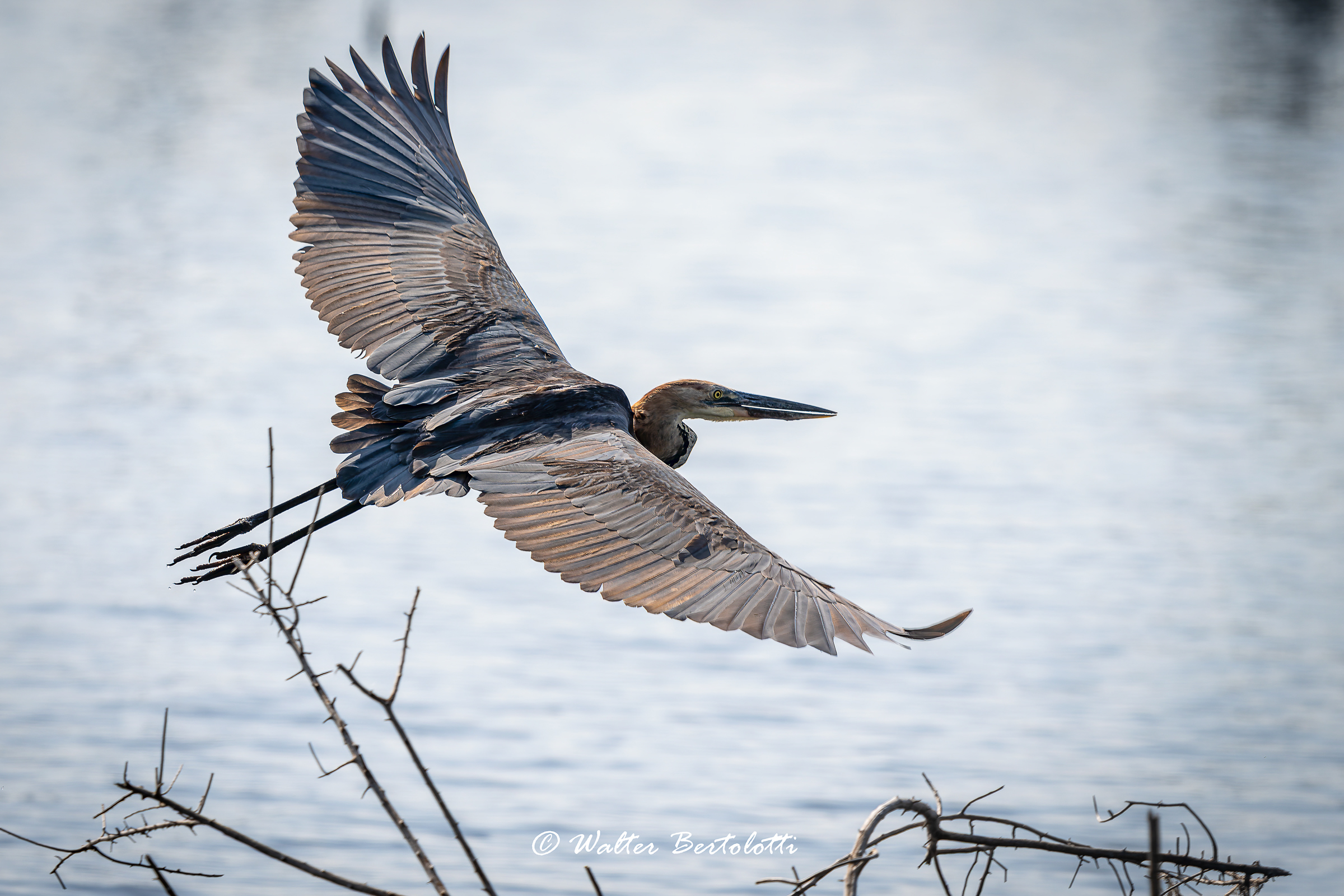 airone golia in volo
