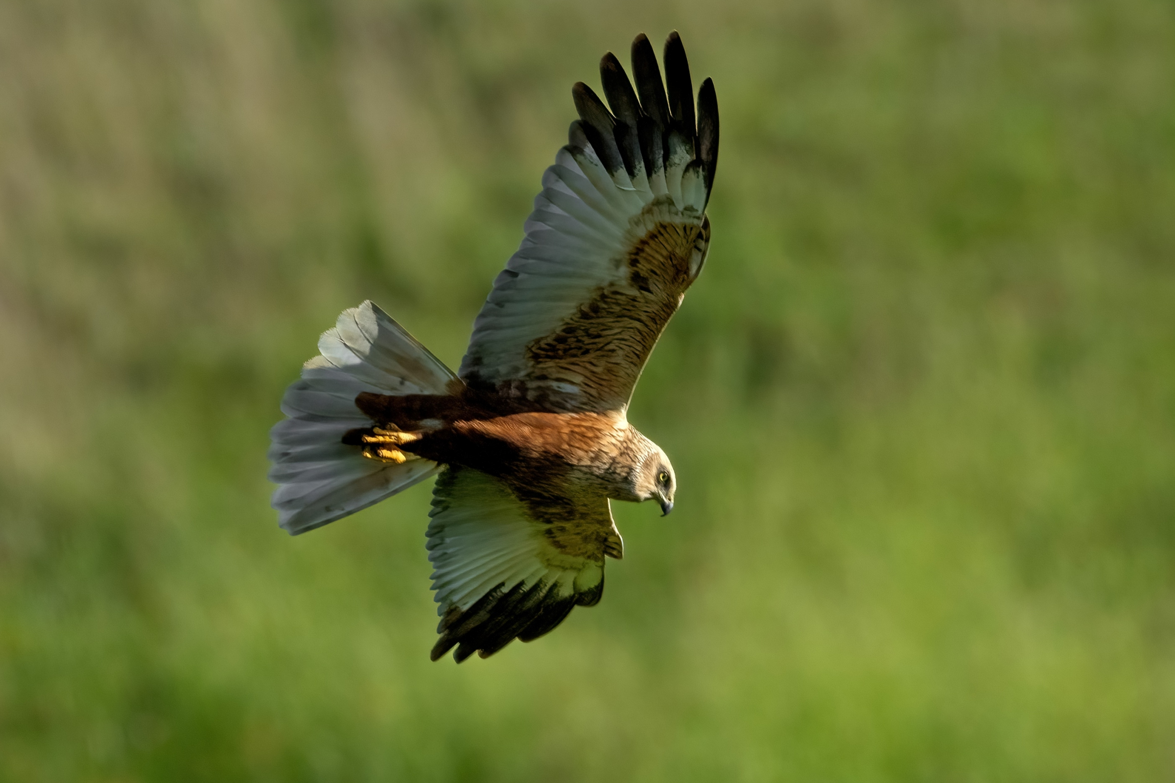 Marsh Harrier (Circus aeruginosus)