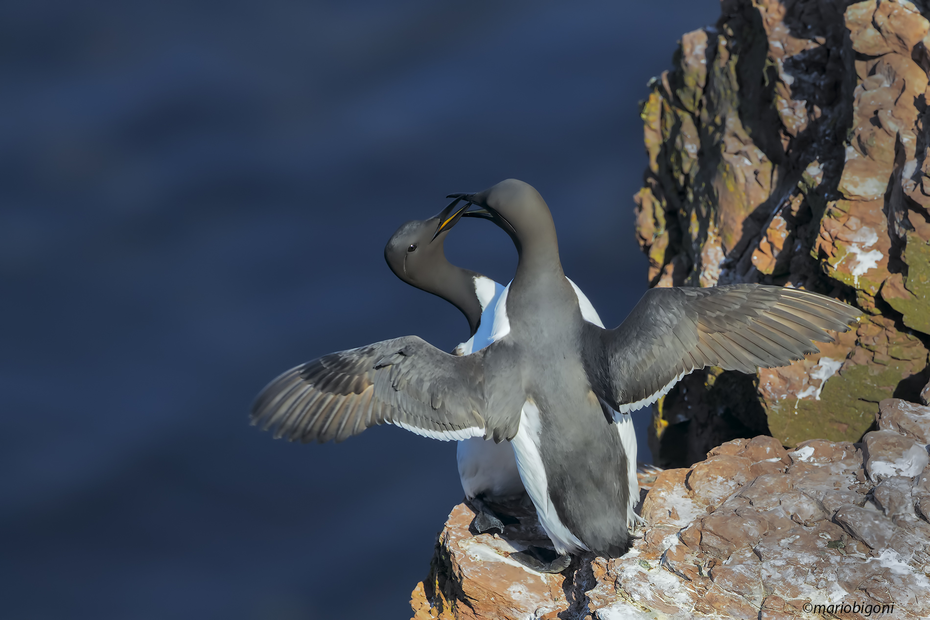 Guillemots
