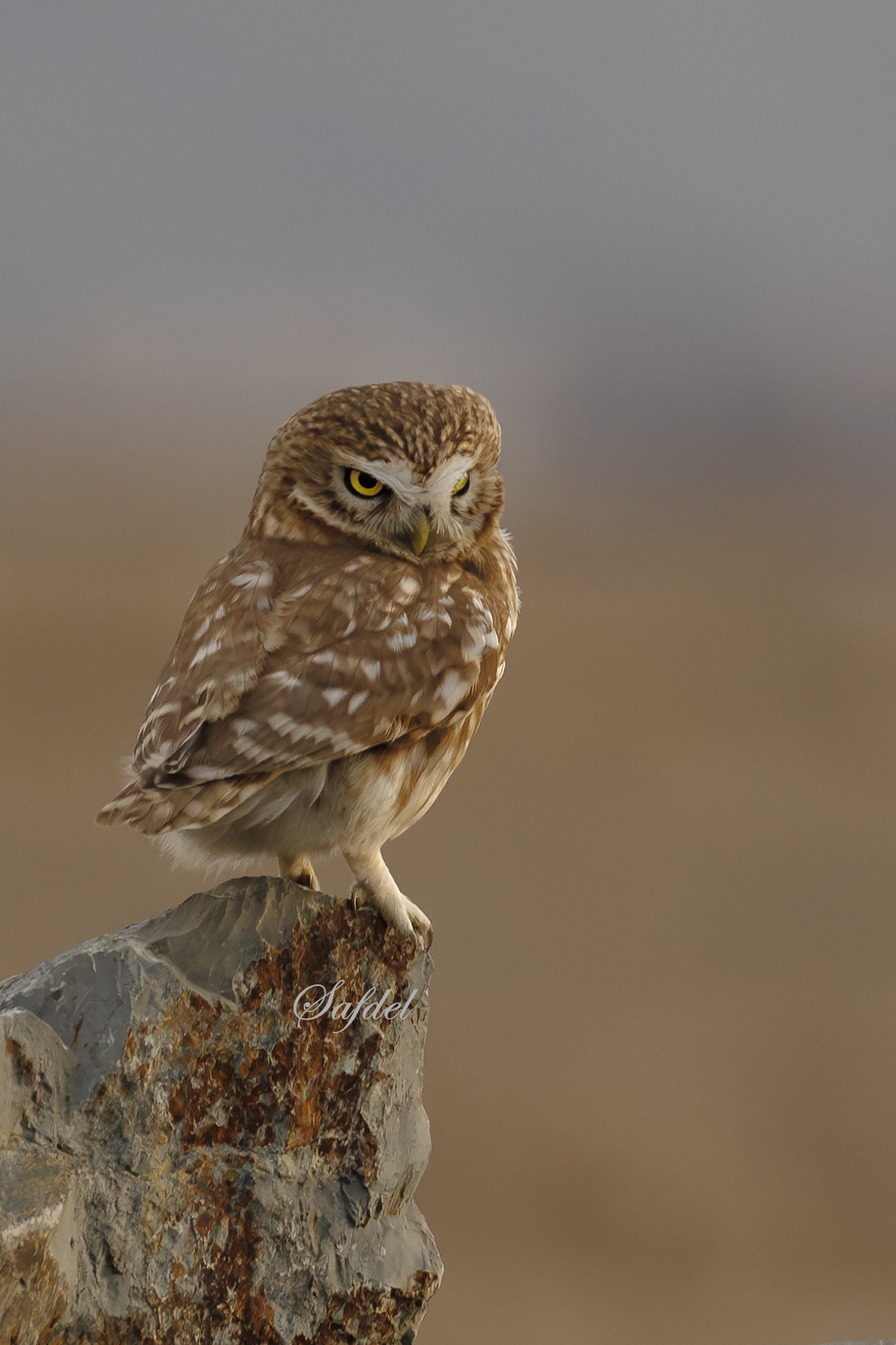 Little Owl