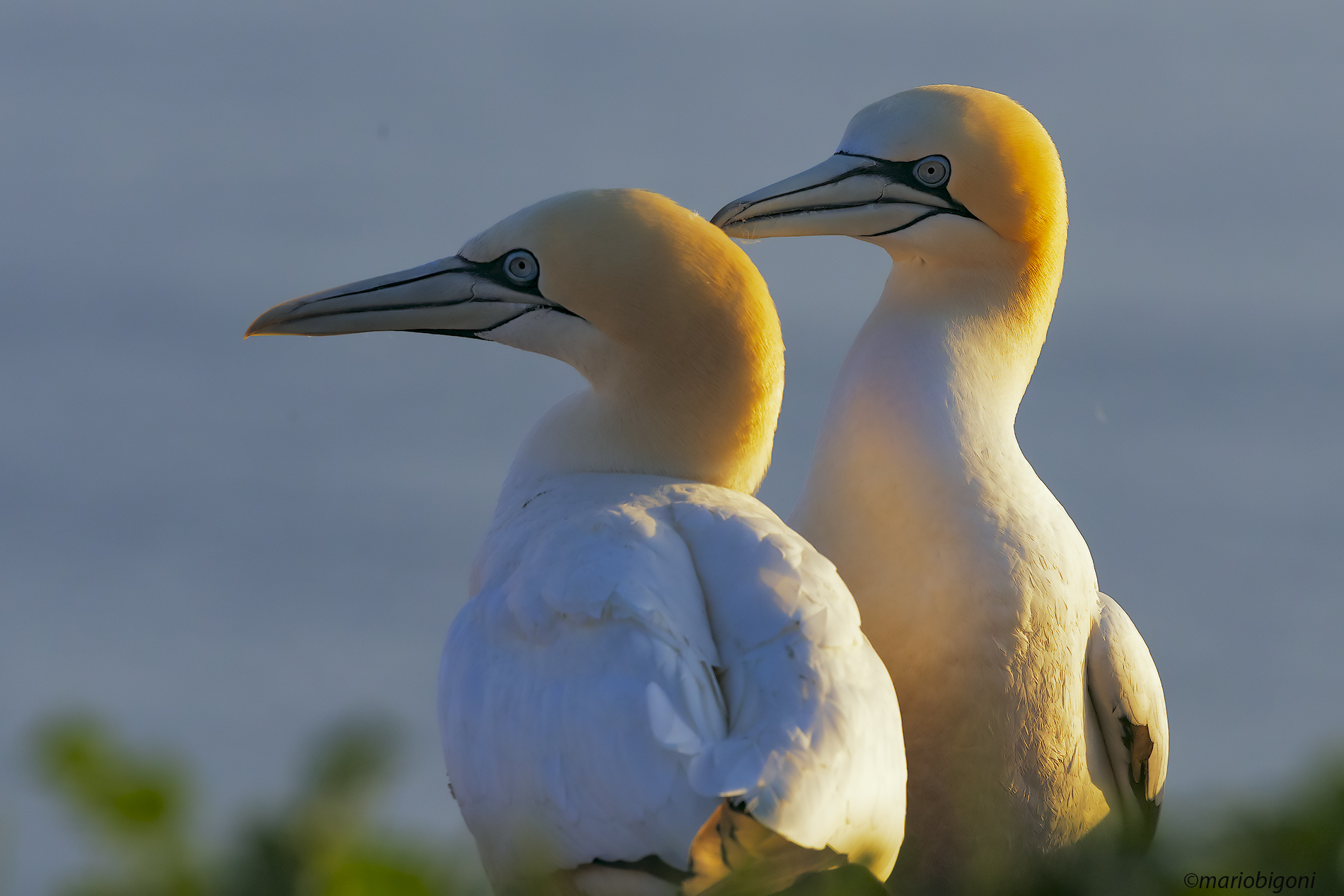 Gannets