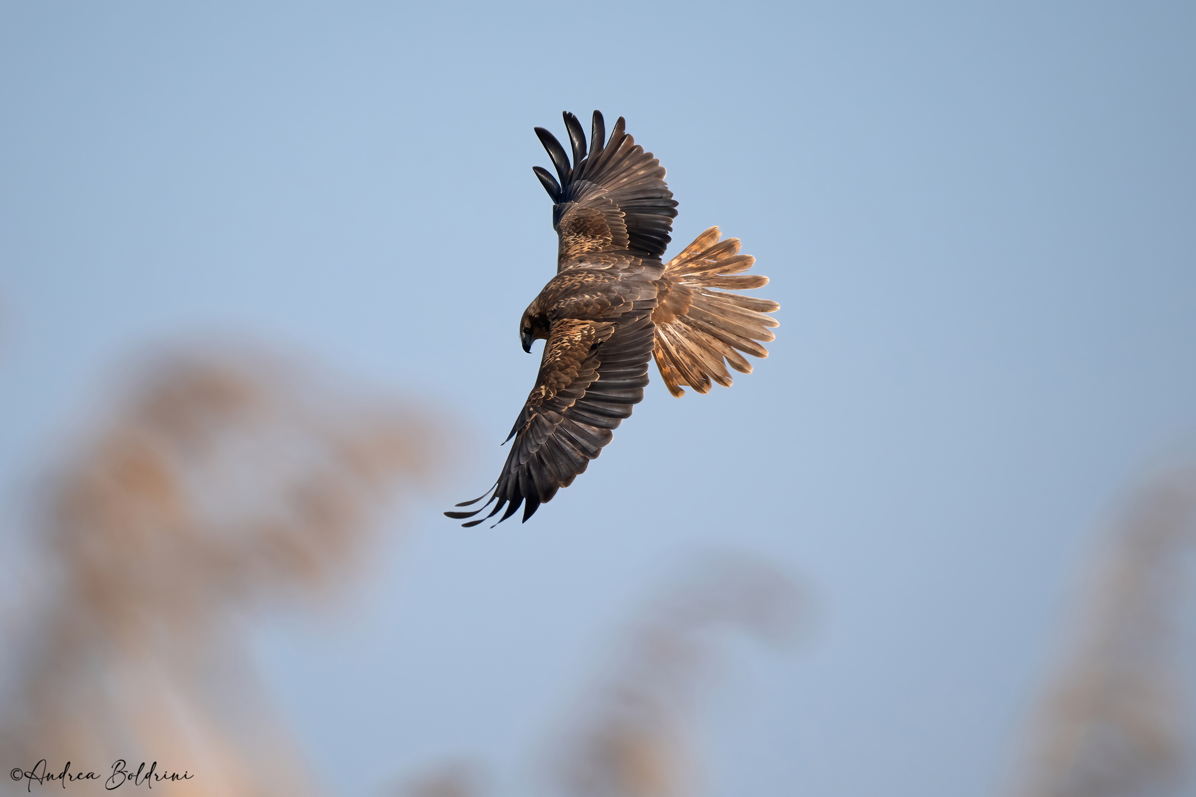 Marsh Harrier