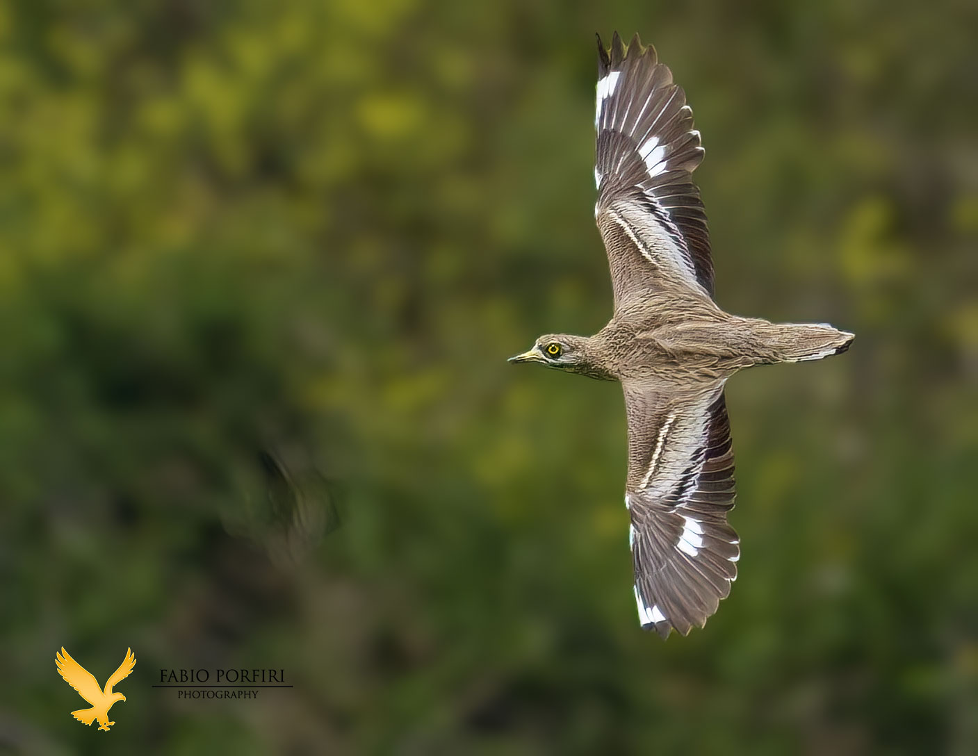 all'improvviso - occhione