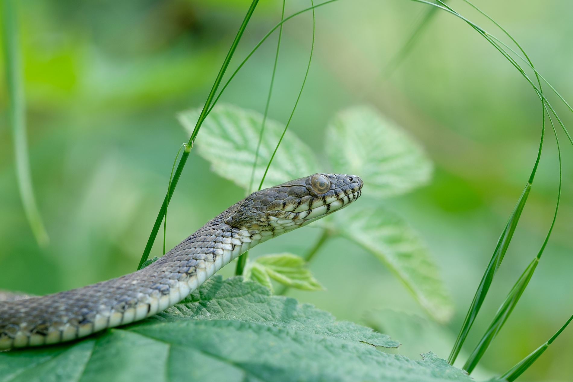 Natrice in imminenza di muta