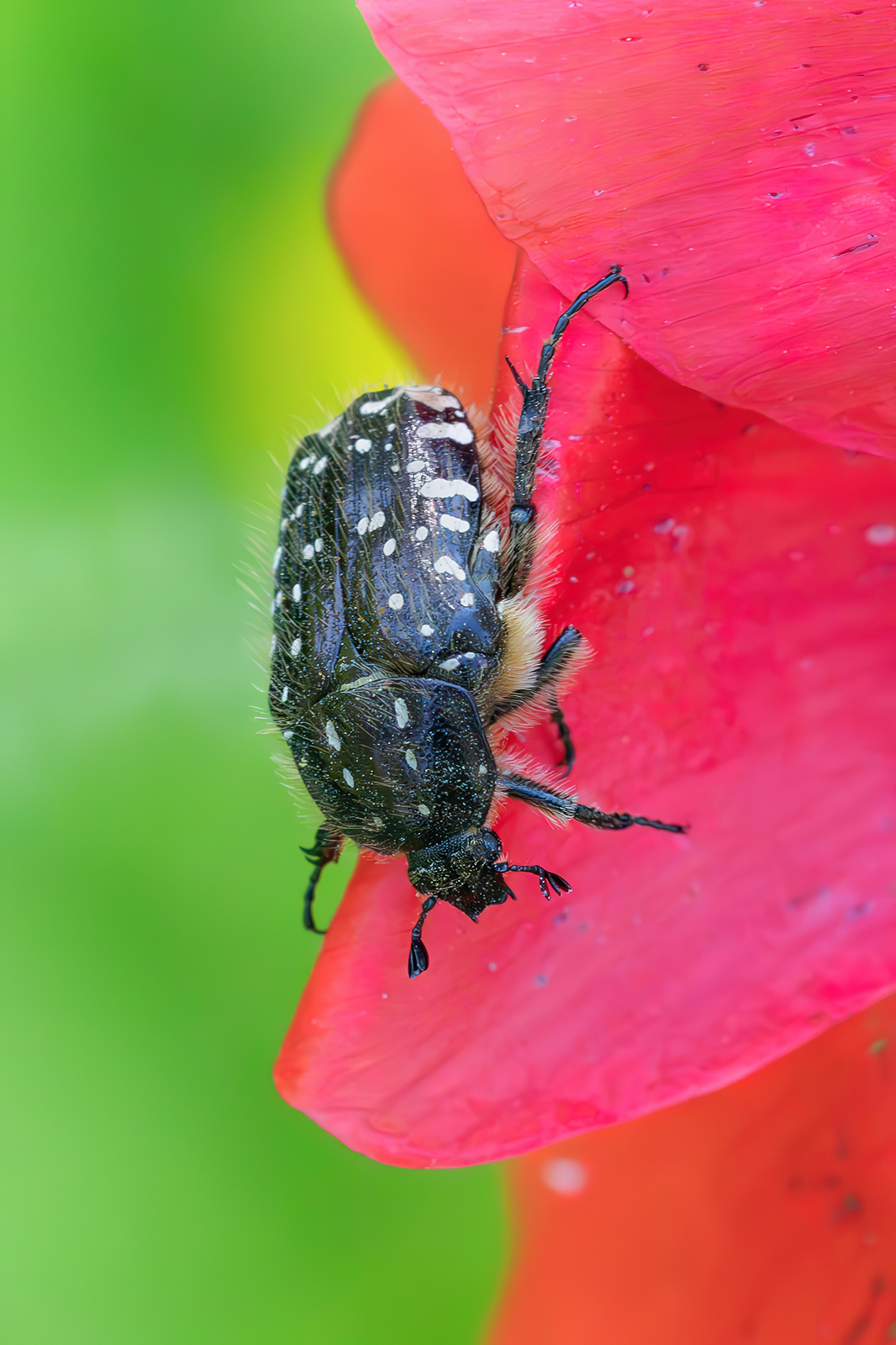Oxythyrea funesta on poppy