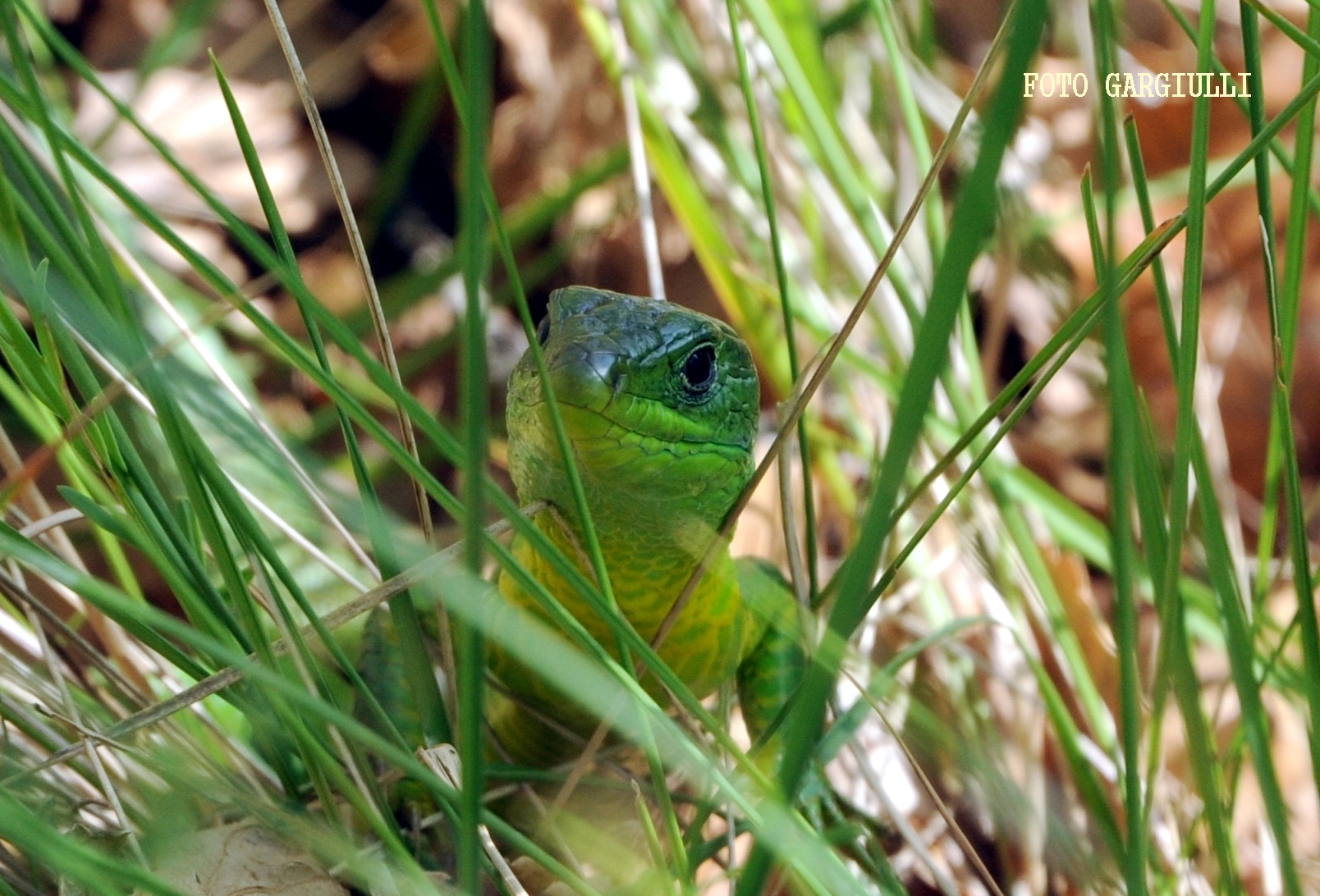 Green lizard
