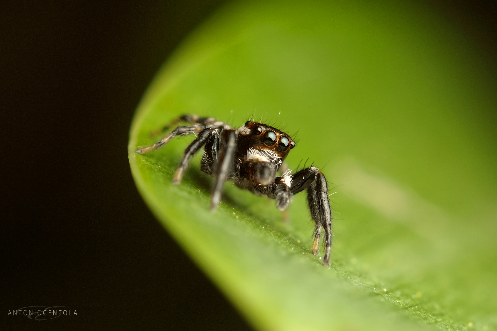 Il micro mondo degli insetti