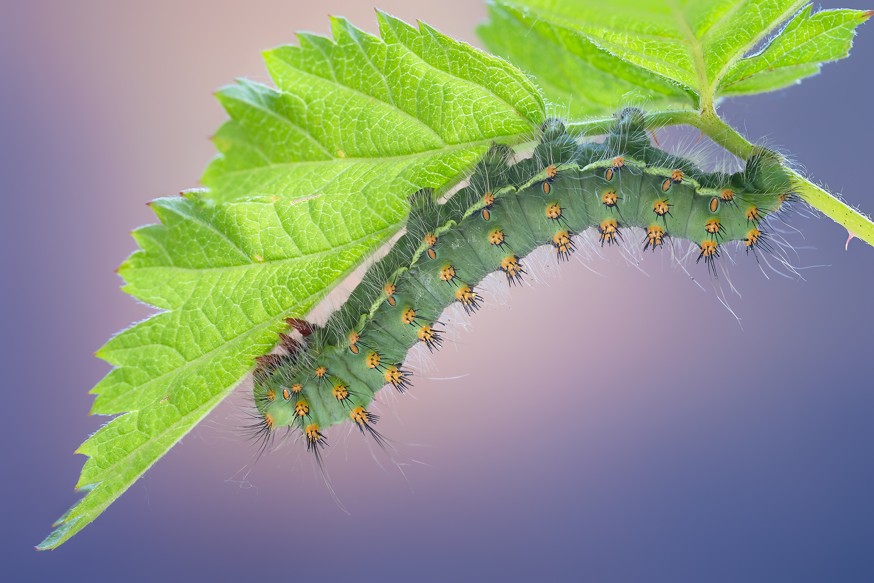 Caterpillar
