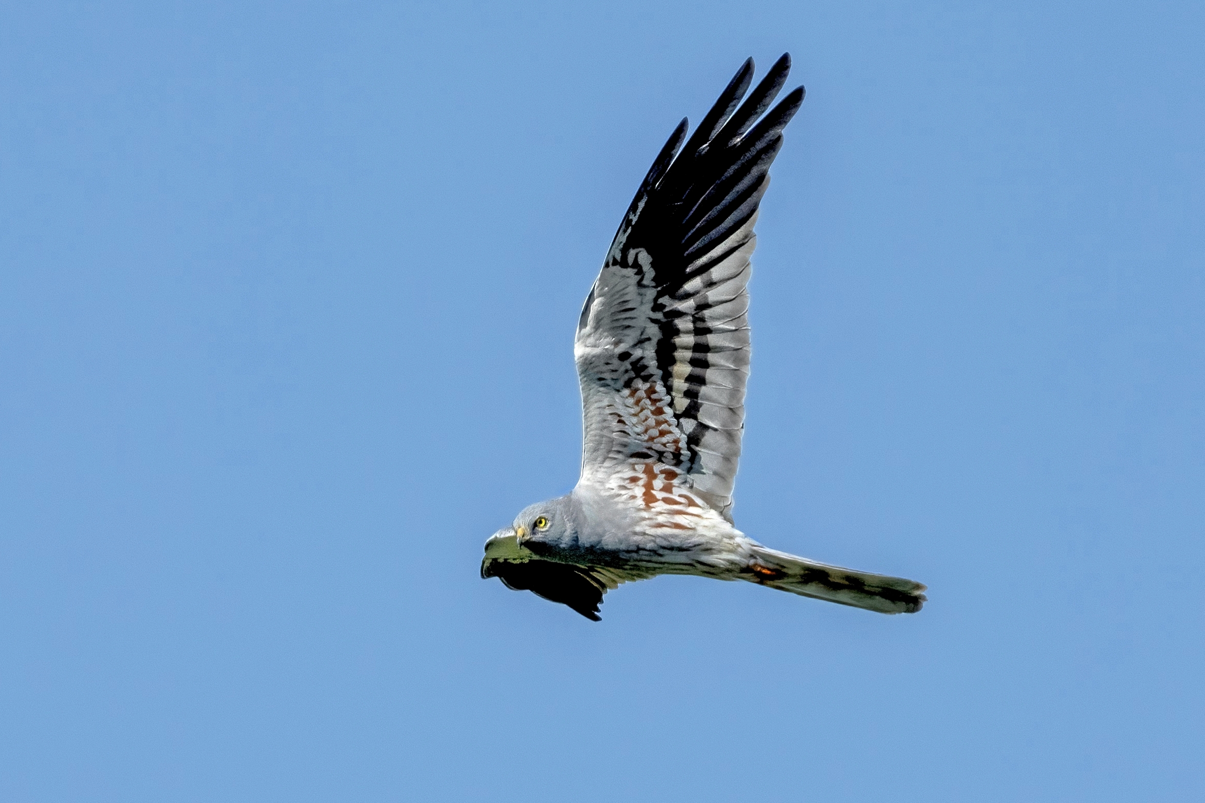 Hen harrier (Circus pygargus)