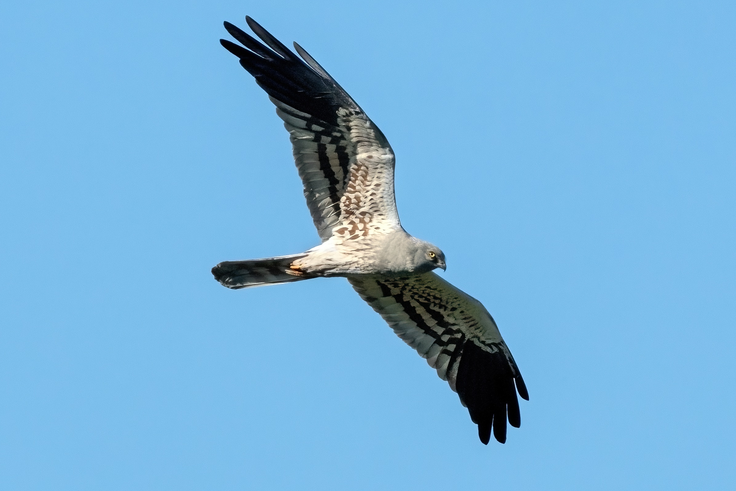 Albanella minore (Circus pygargus)