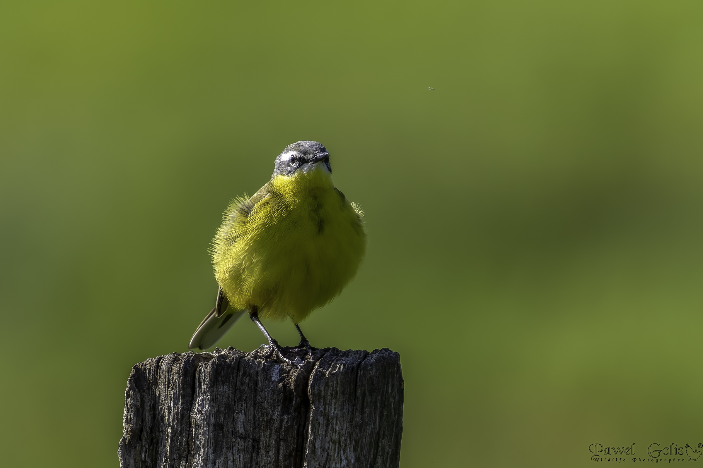 Ballerina gialla (Motacilla flava)