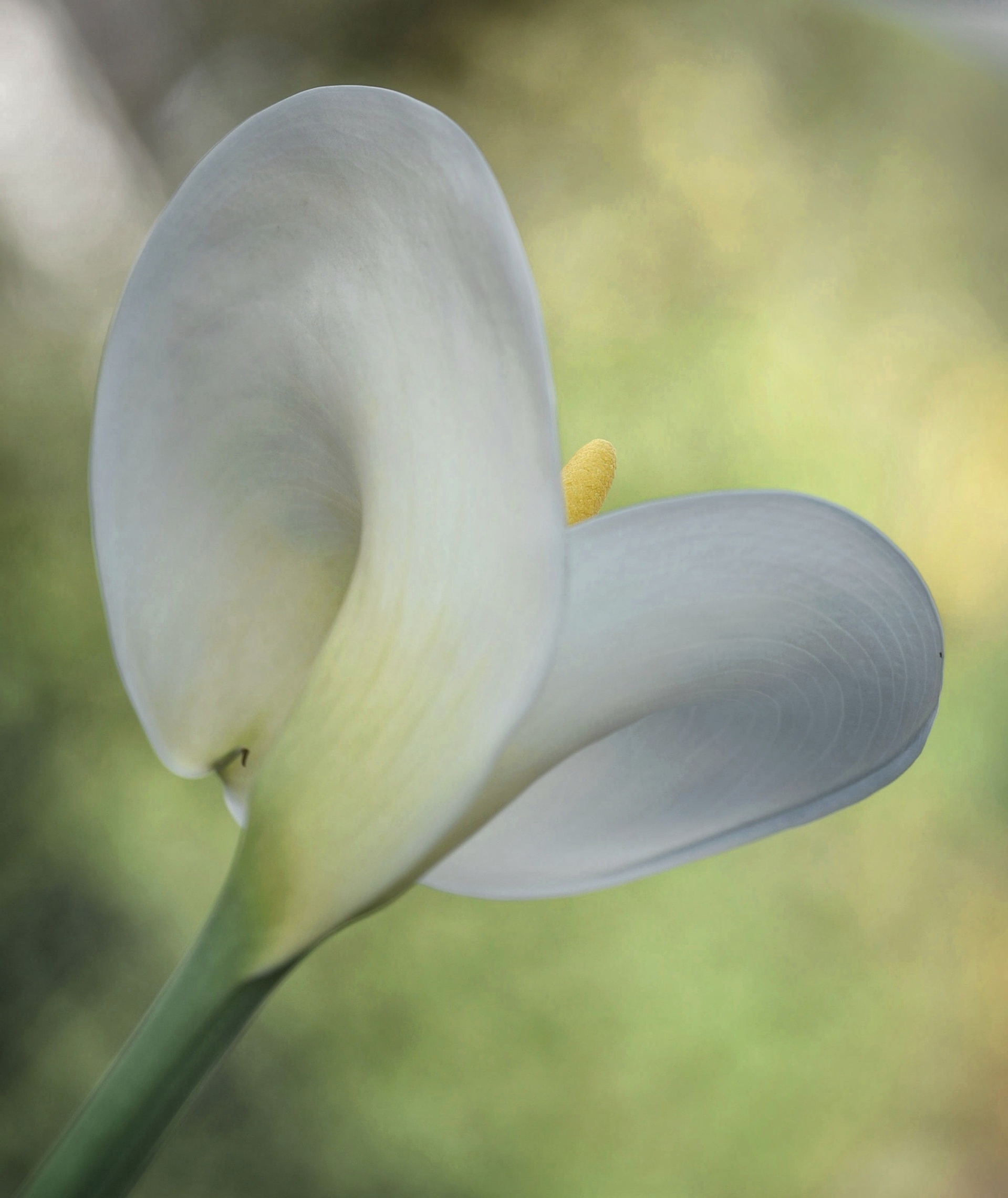 Calla