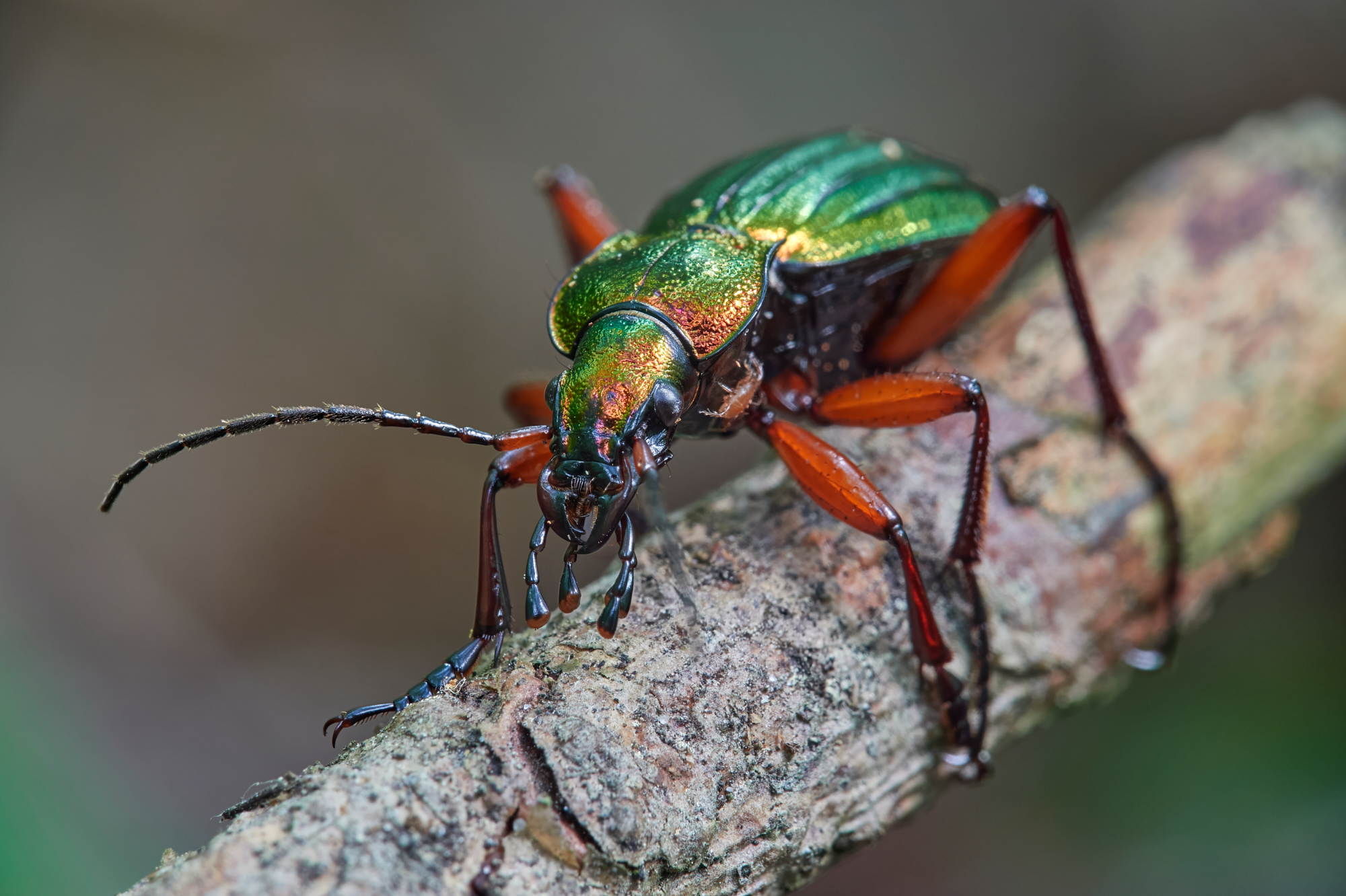 Carabus auronitens - maschio