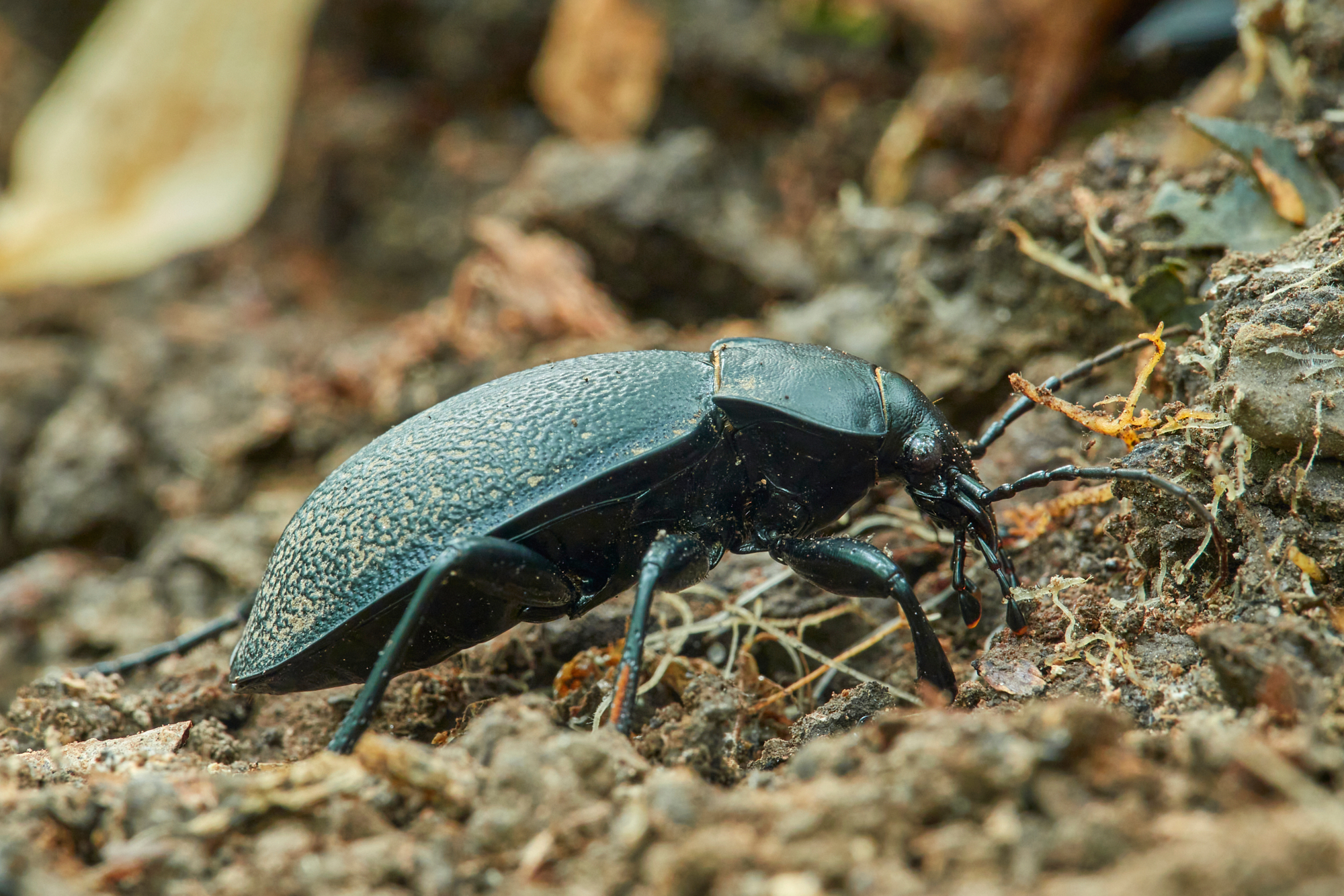 Carabus coriaceus