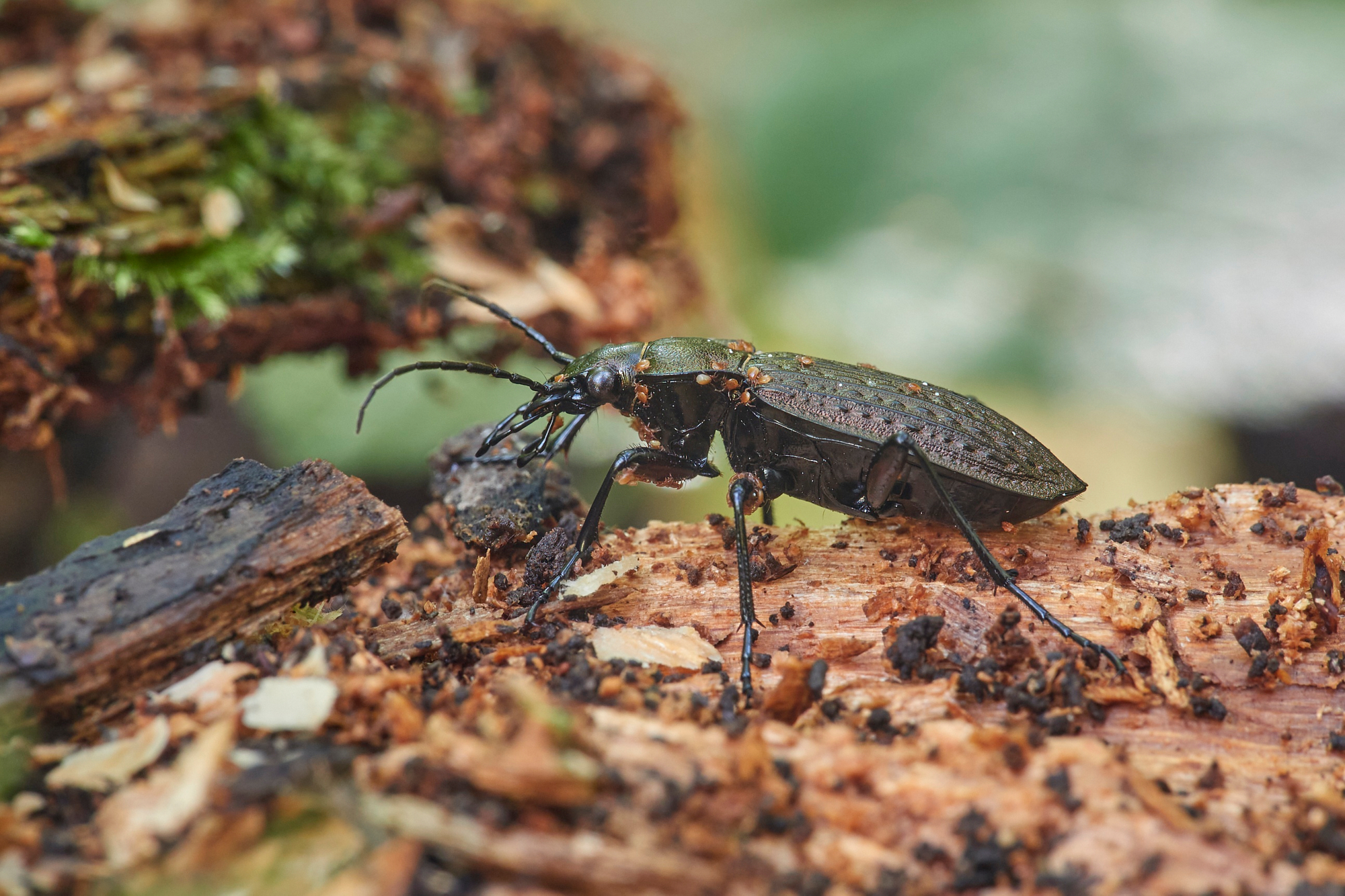 Carabus granulatus - femmina