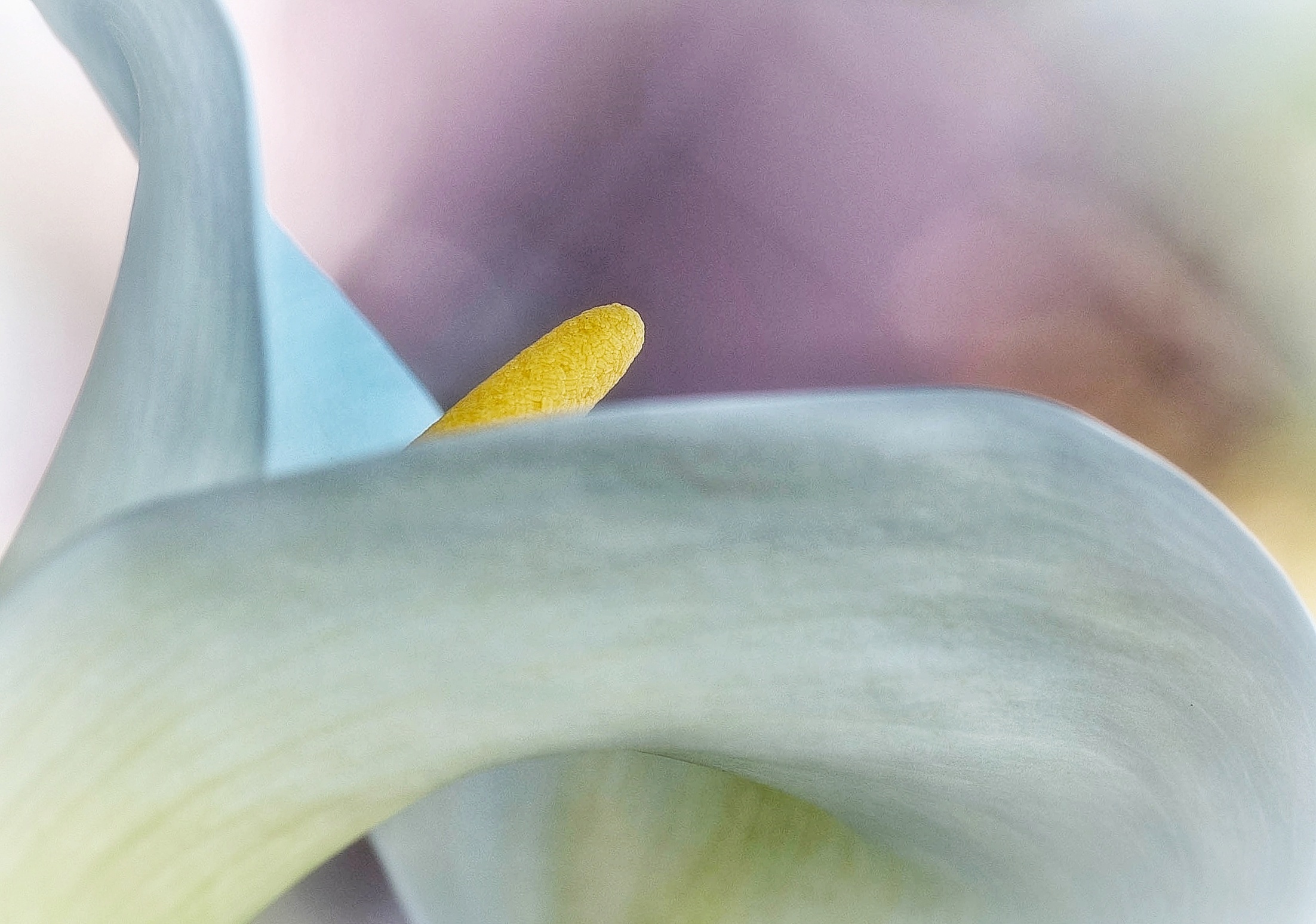 Calla 2