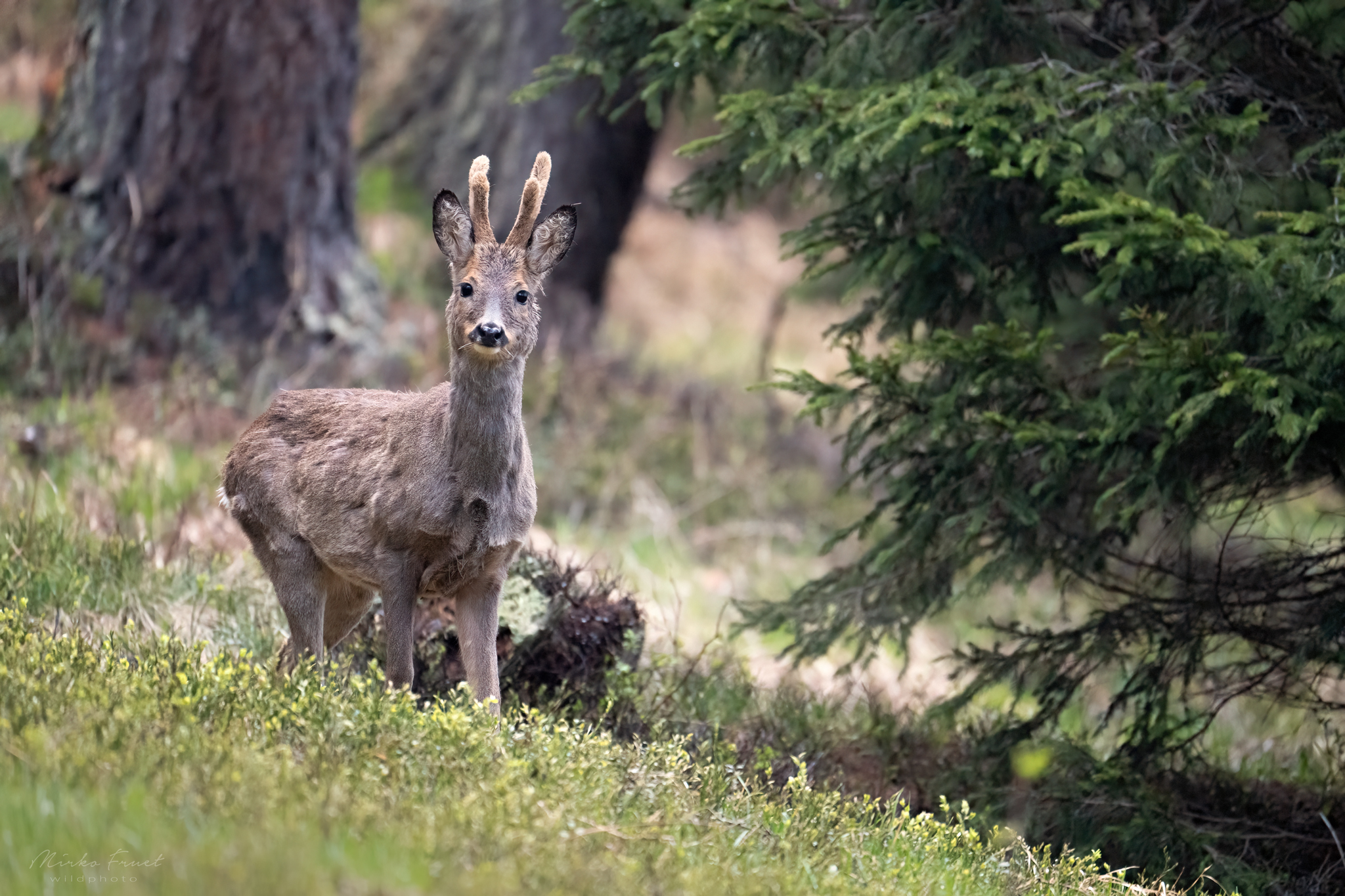 Capriolo