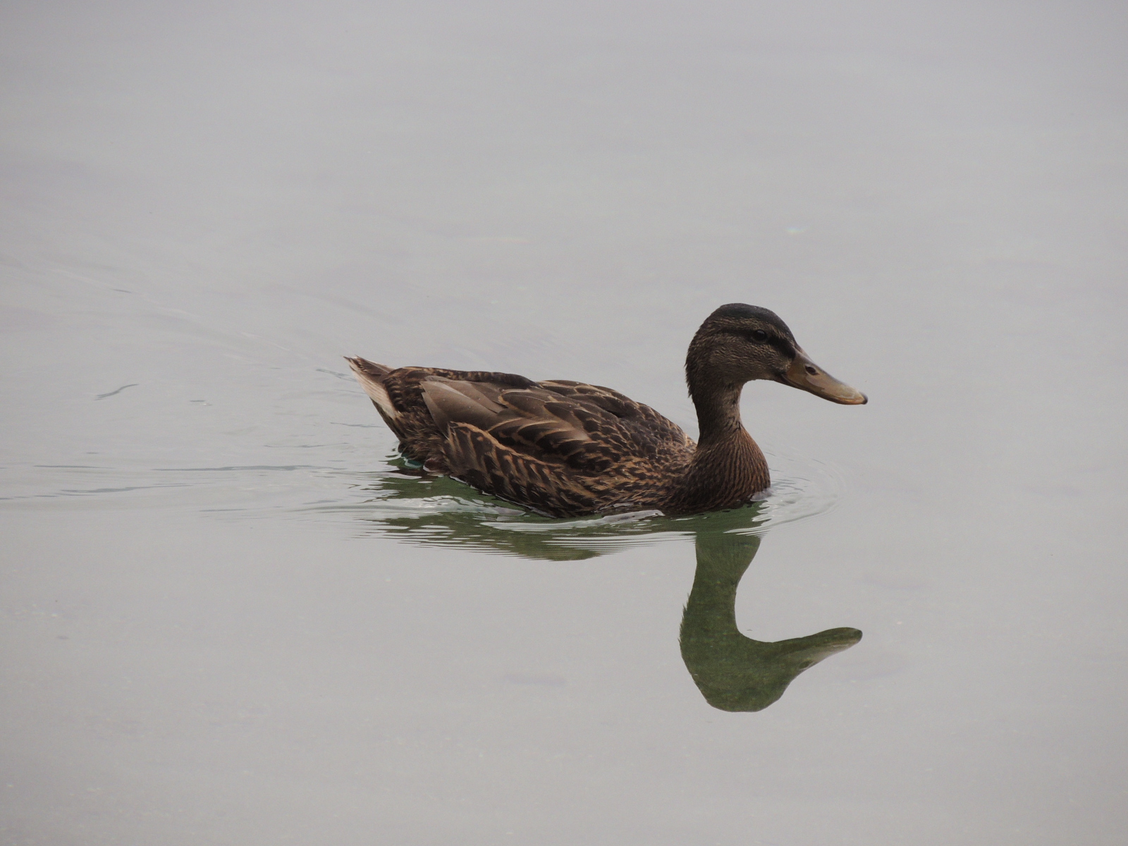 Male Mallard