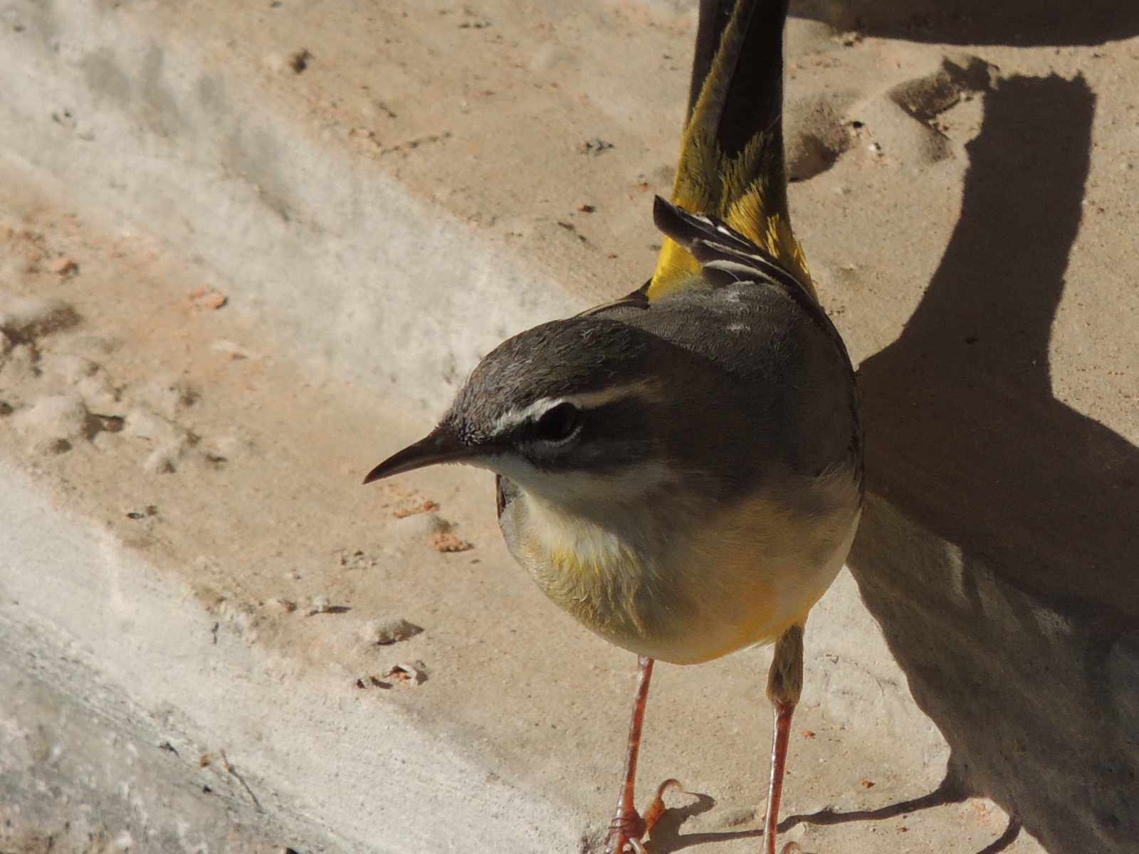 Grey Wagtail
